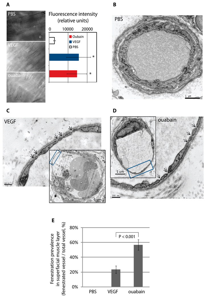 Cells 09 01387 g008