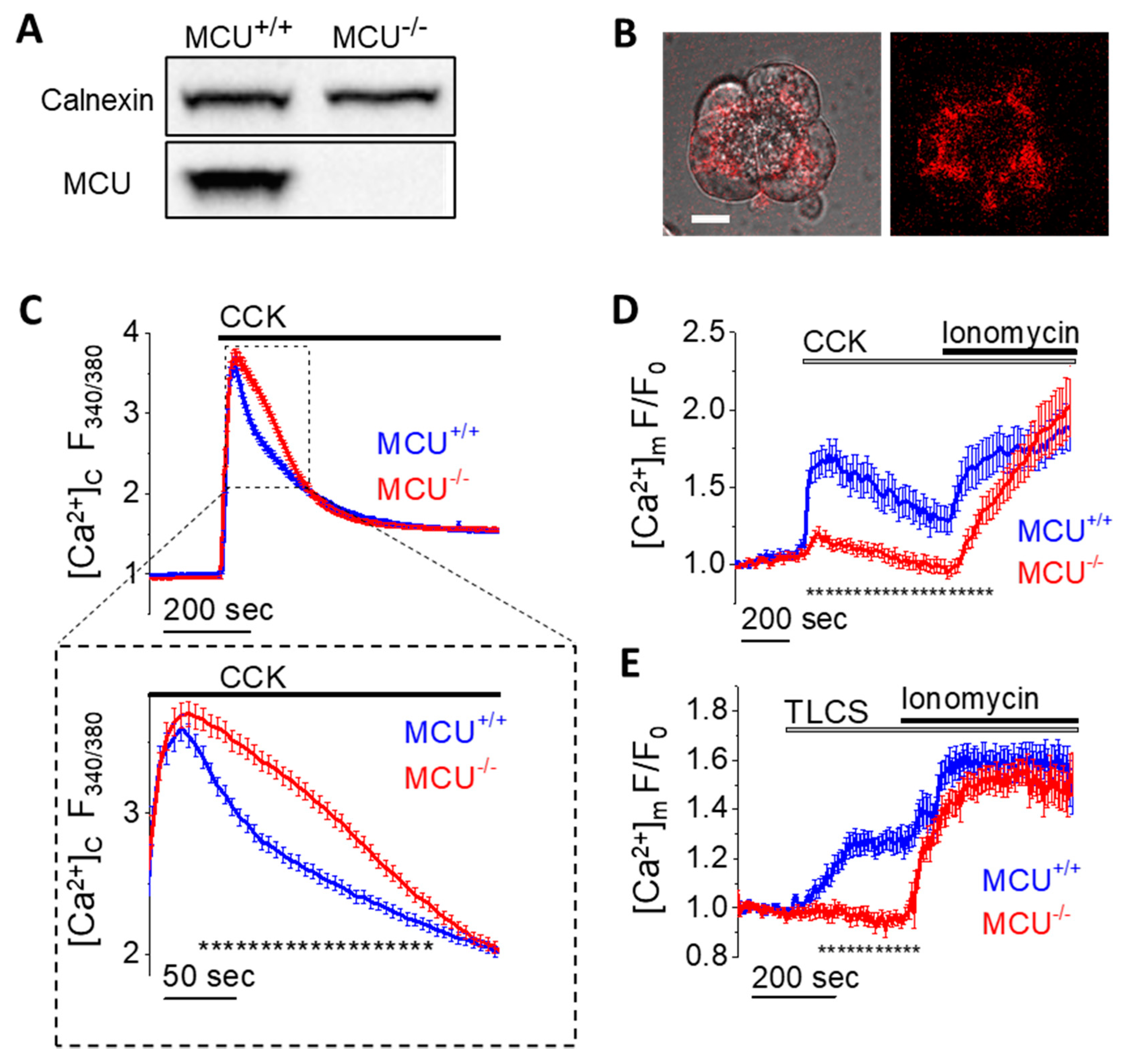 Cells 09 01407 g001