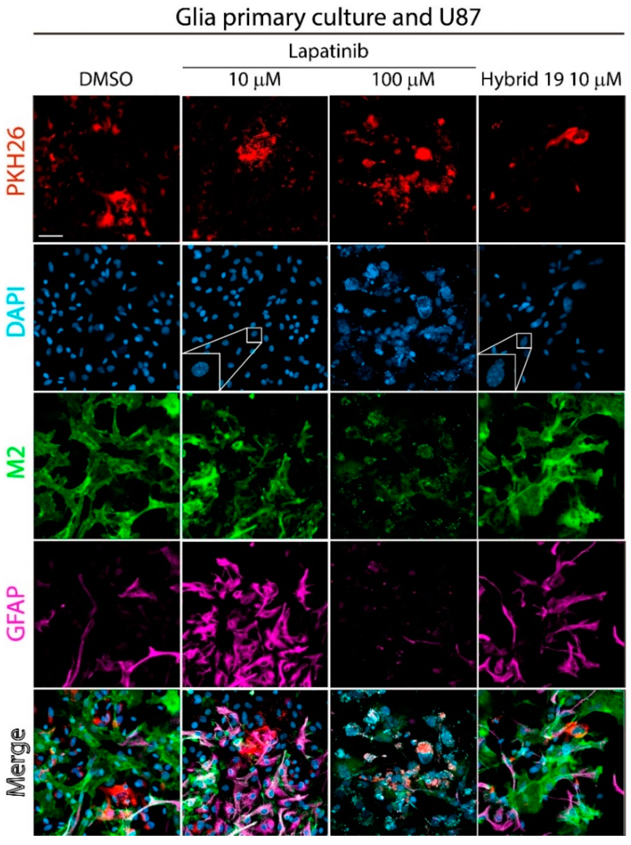 Cells 09 01408 g002 Cells 09 01408 g002