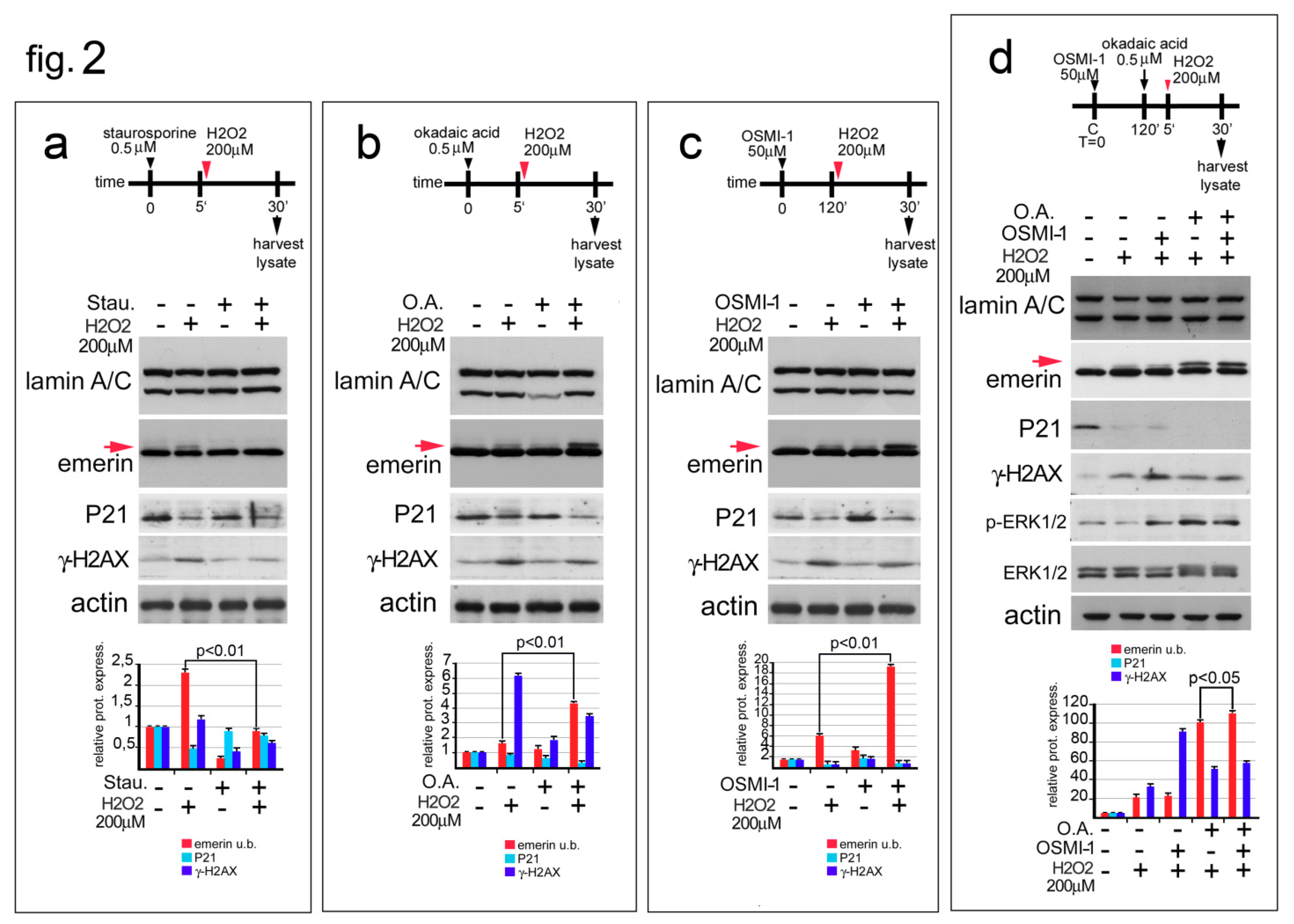 Cells 09 01415 g002 Cells 09 01415 g002