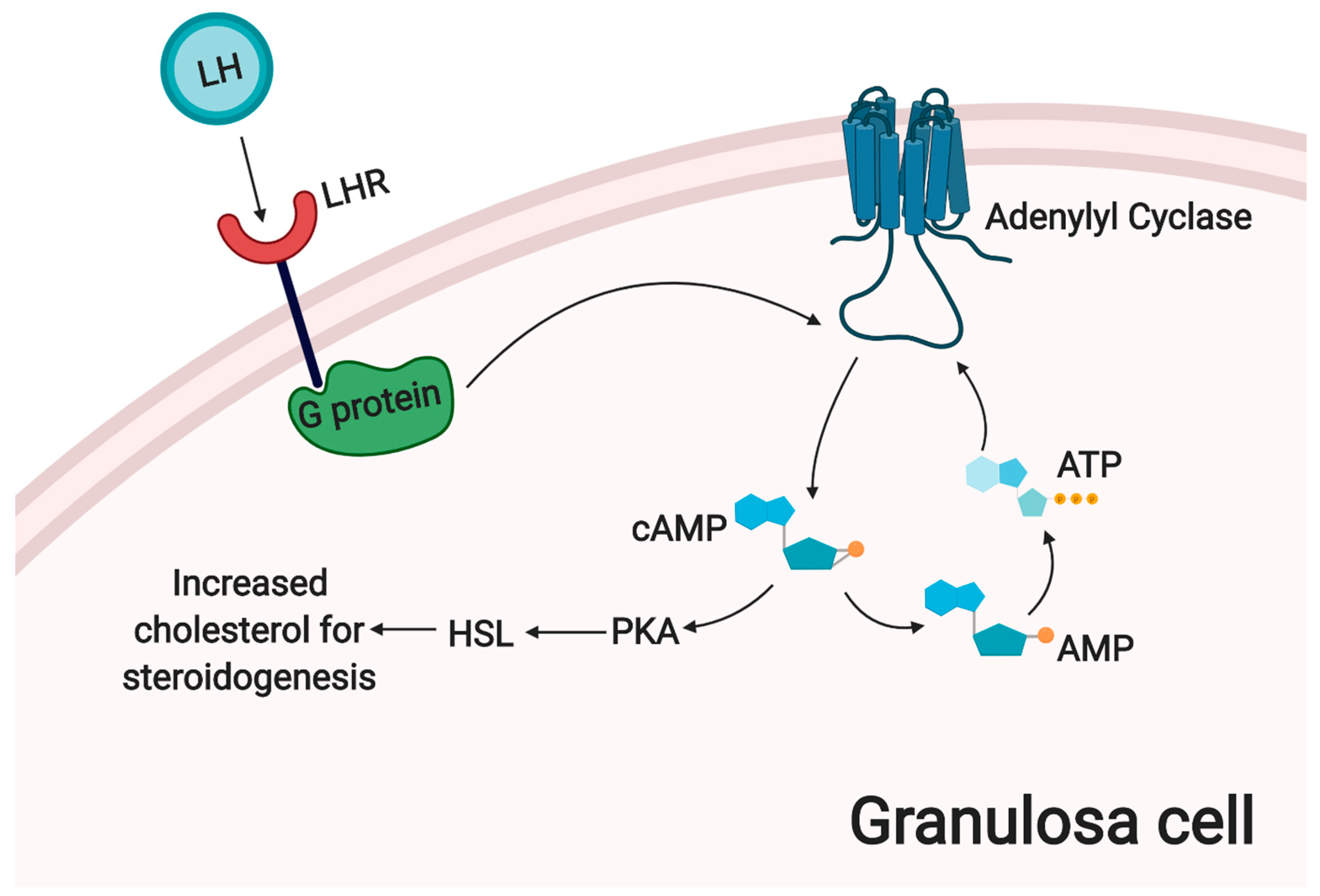Cells 09 01418 g003 Cells 09 01418 g003