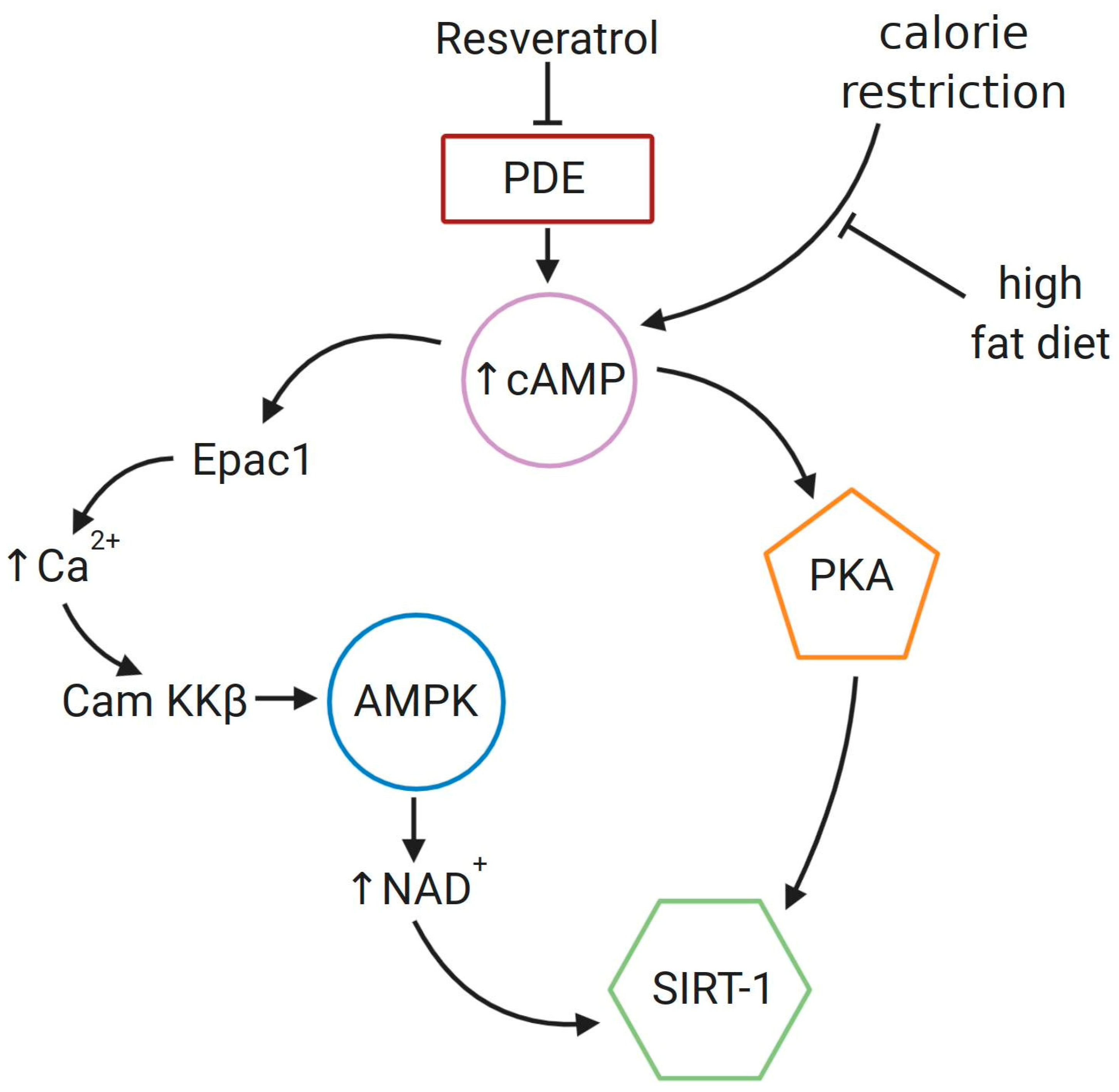 Cells 09 01418 g005 Cells 09 01418 g005