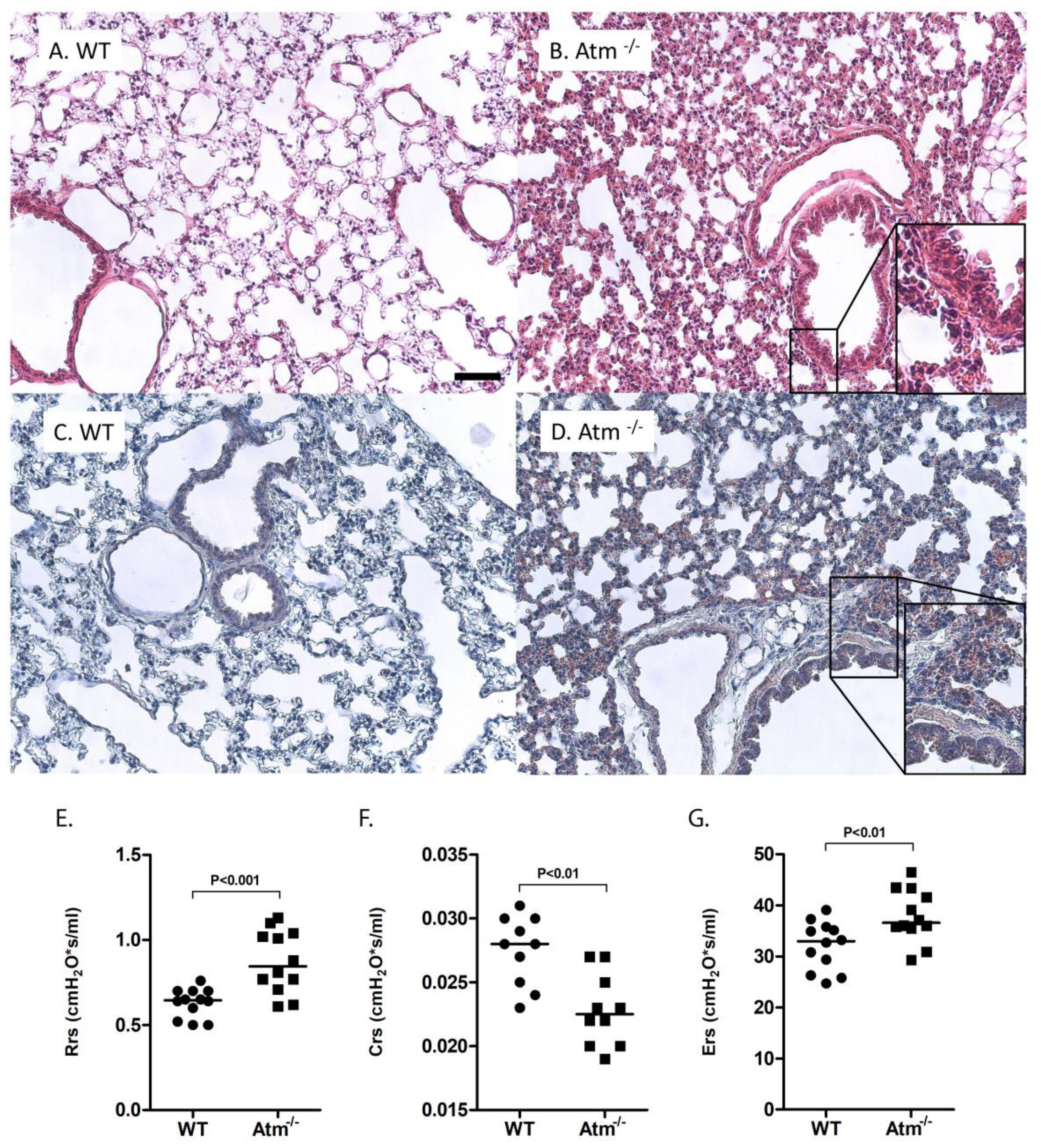 Cells 09 01444 g001 Cells 09 01444 g001