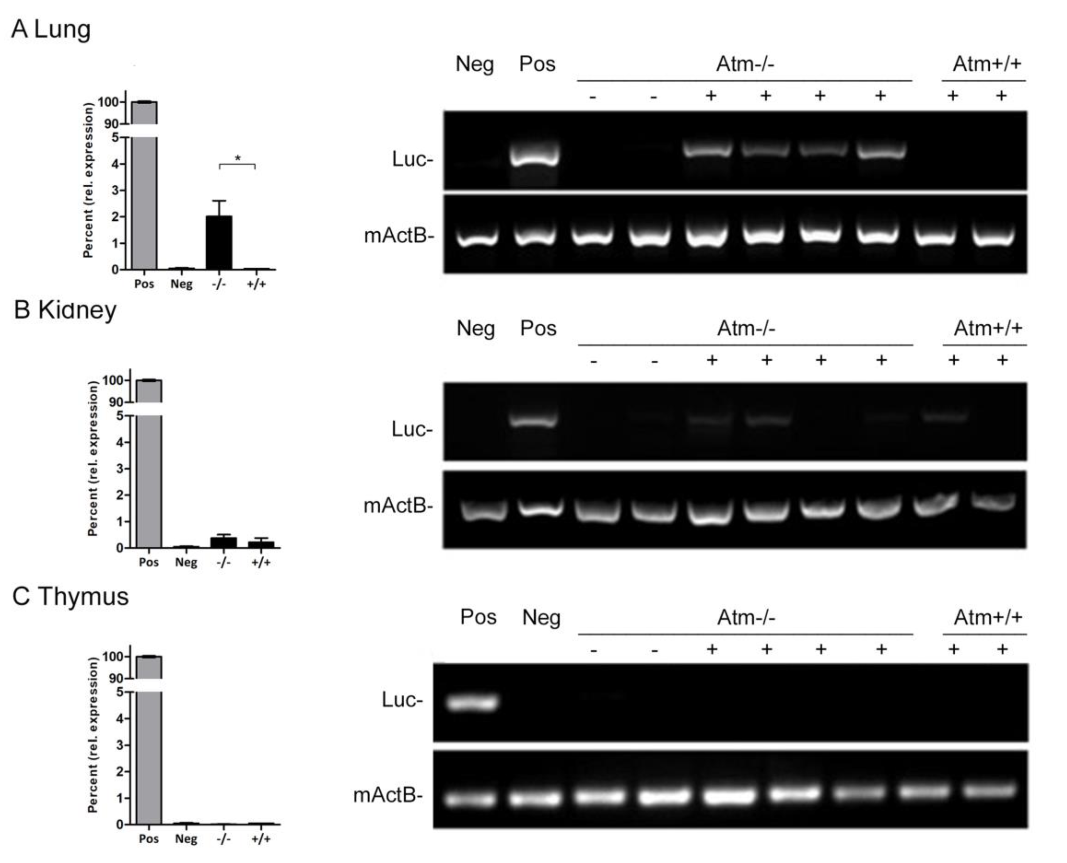 Cells 09 01444 g003 Cells 09 01444 g003