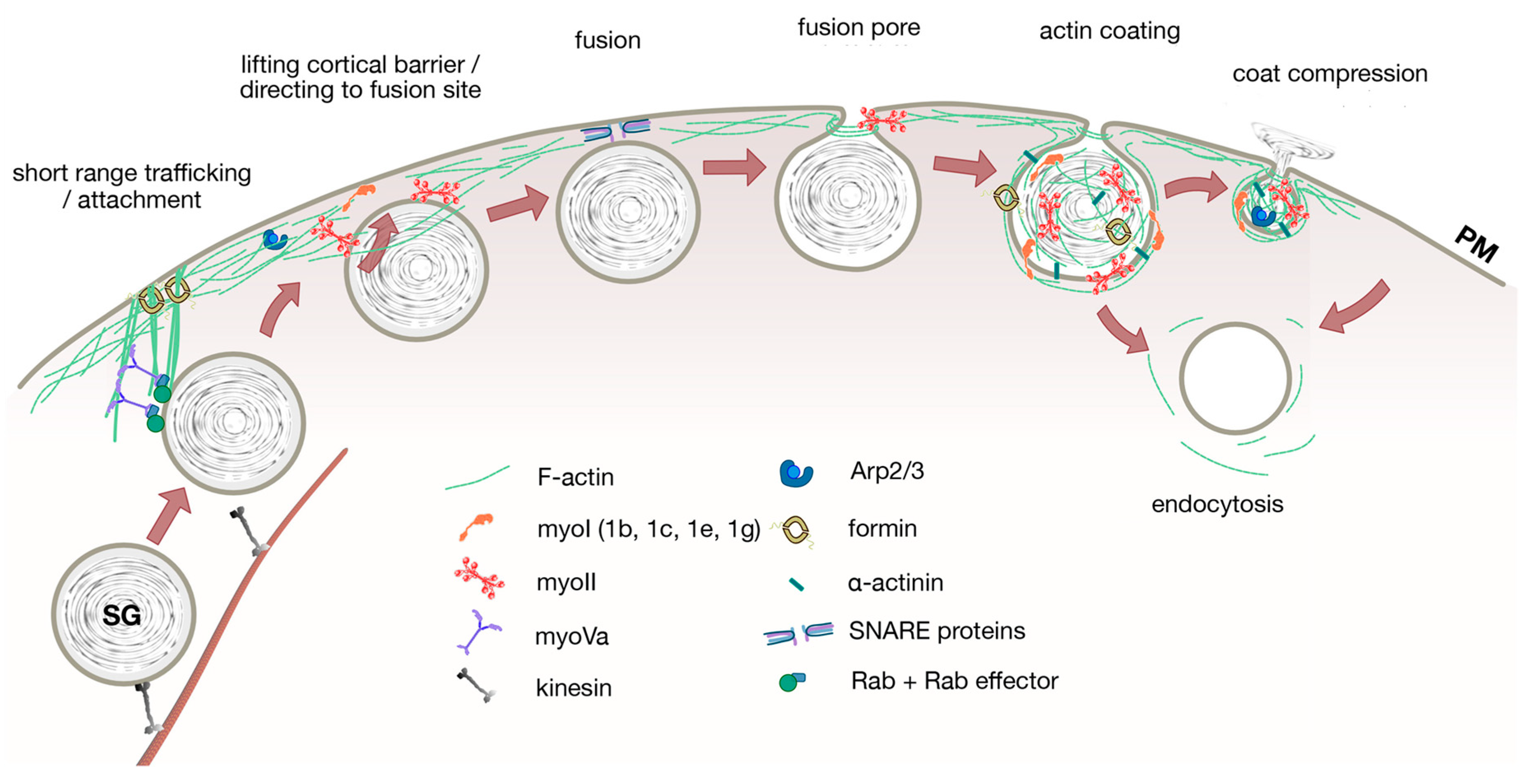 Cells 09 01455 g001 Cells 09 01455 g001