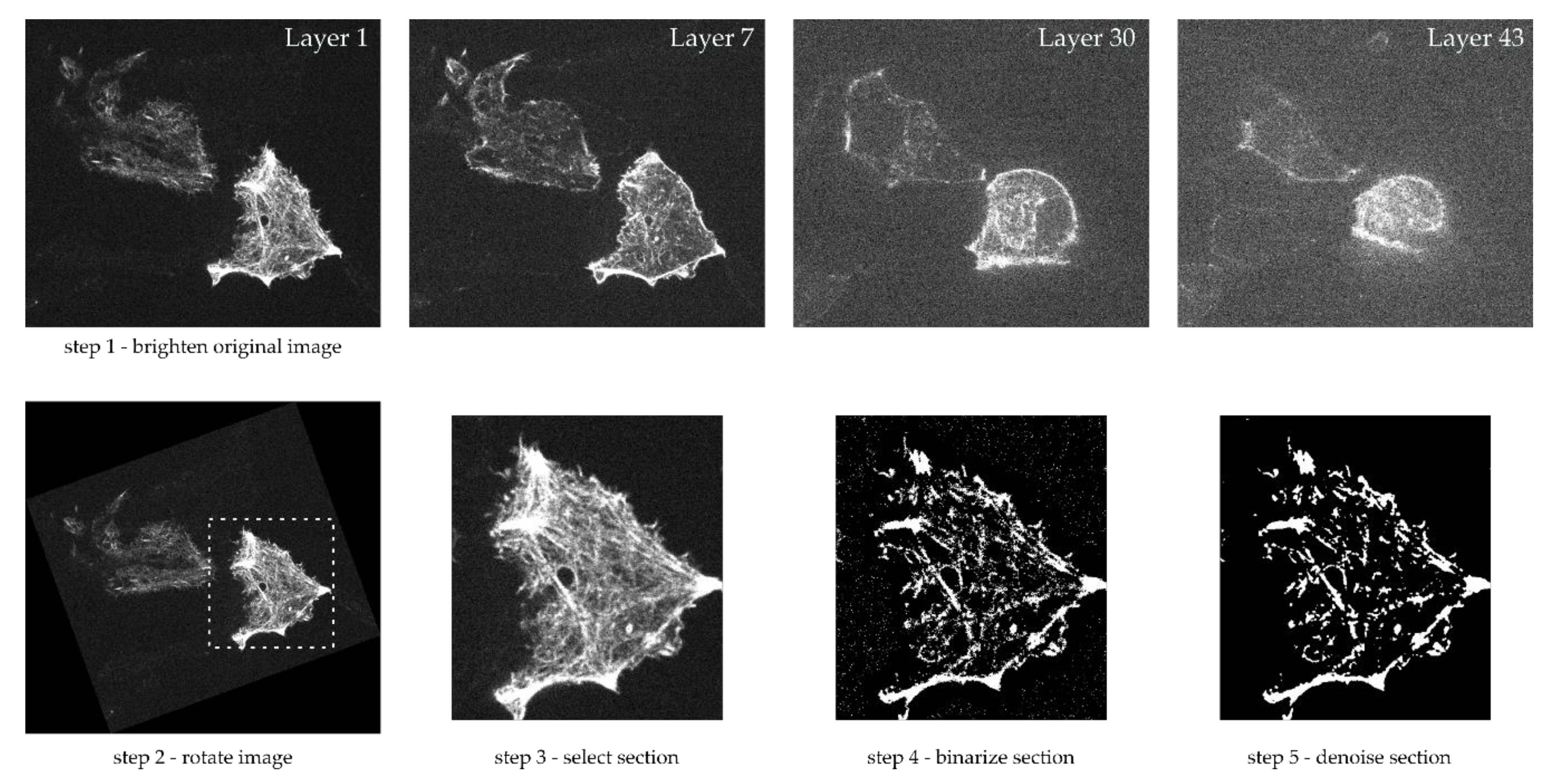Cells 09 01487 g001 Cells 09 01487 g001