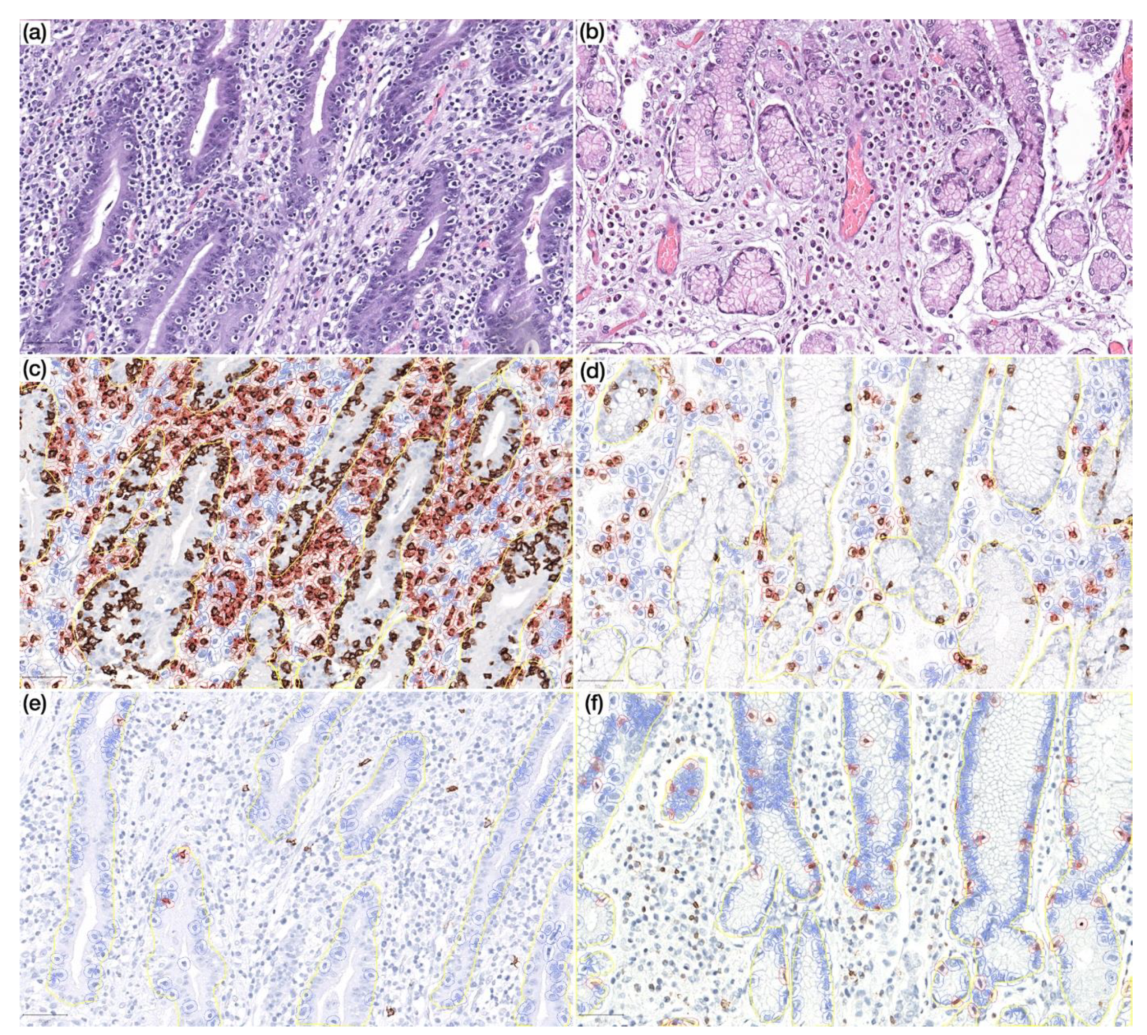 Cells 09 01498 g004 Cells 09 01498 g004