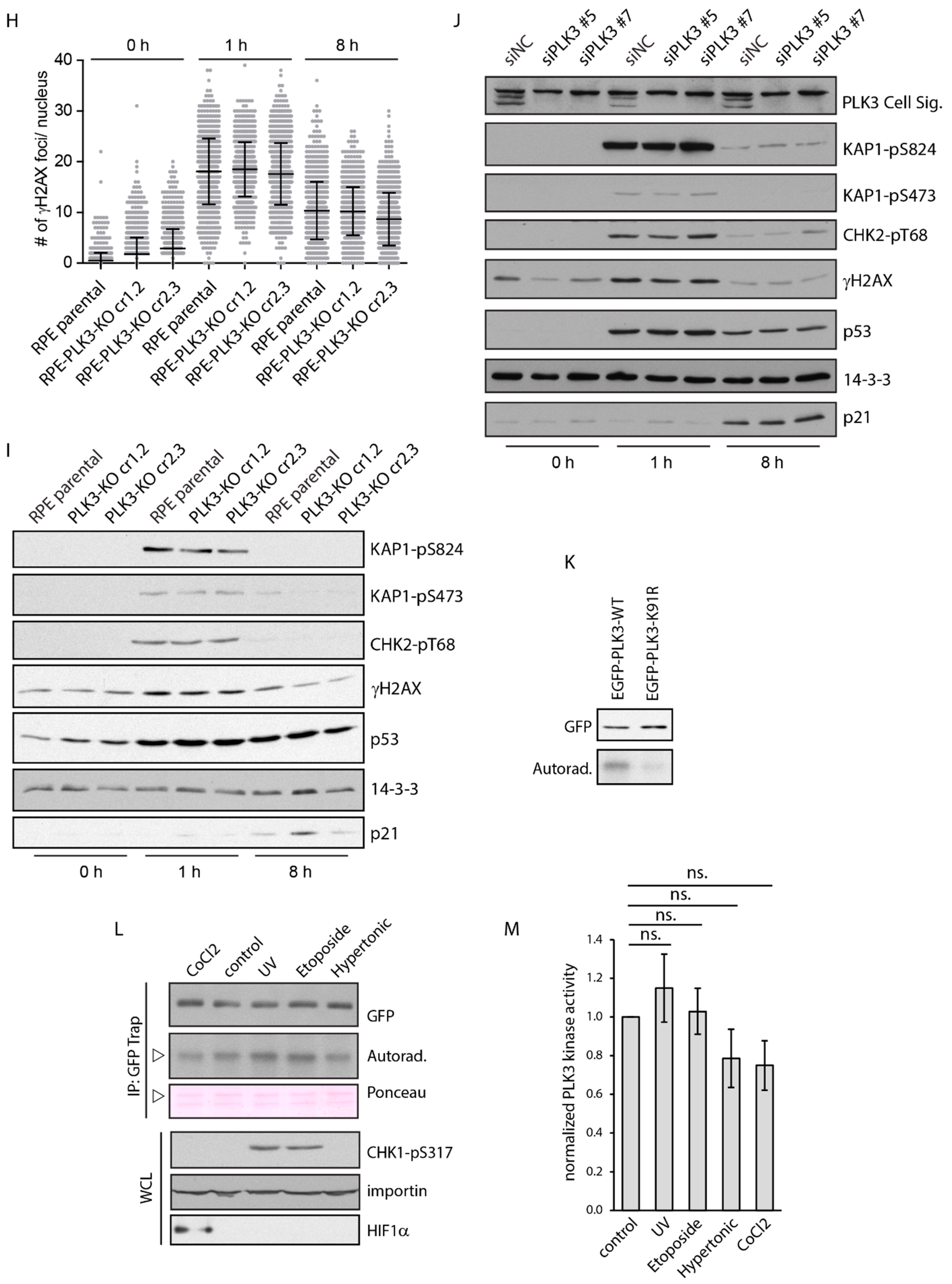 Cells 09 01506 g004b