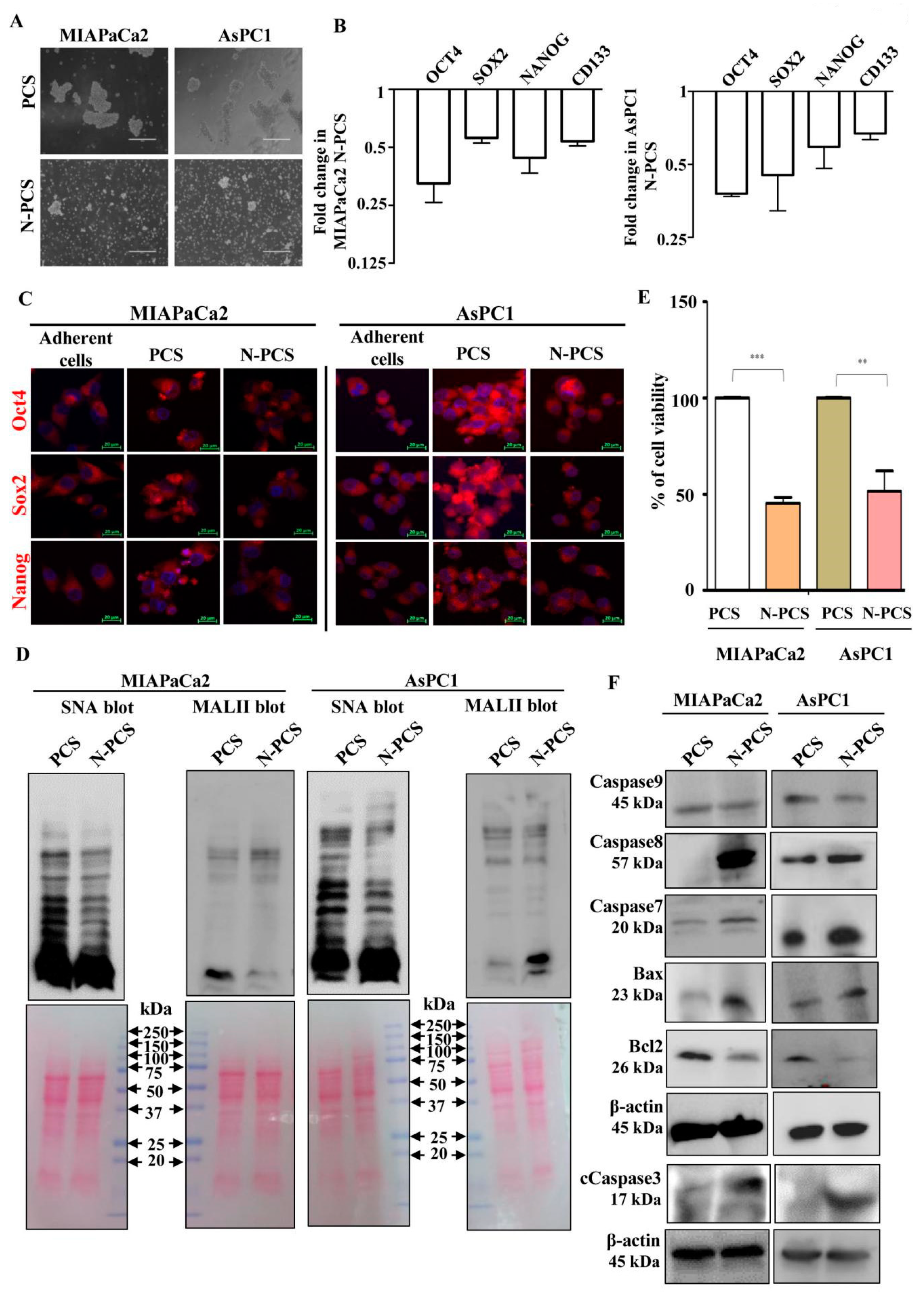 Cells 09 01512 g003 Cells 09 01512 g003