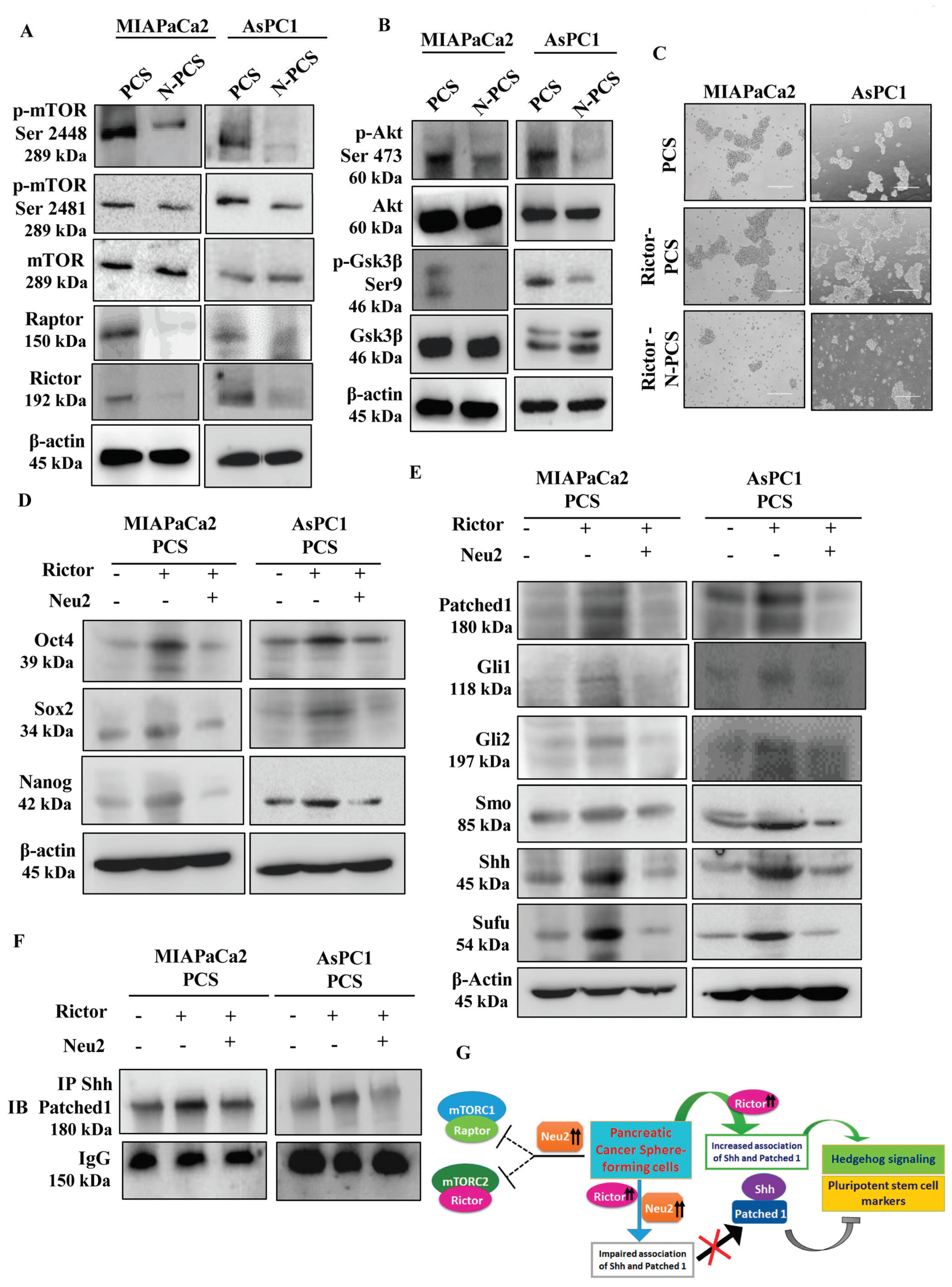 Cells 09 01512 g006 Cells 09 01512 g006