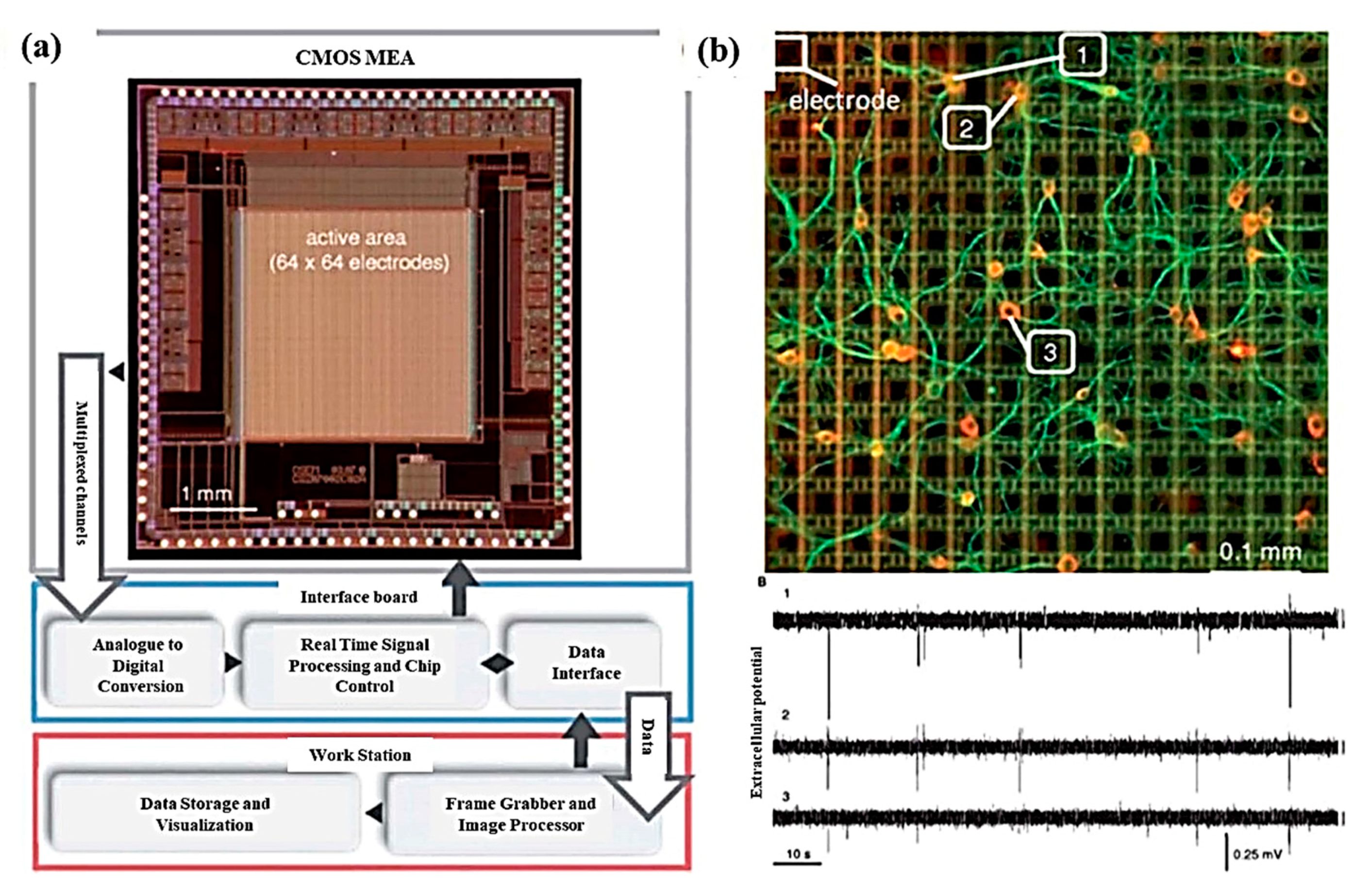Cells 09 01528 g007 Cells 09 01528 g007