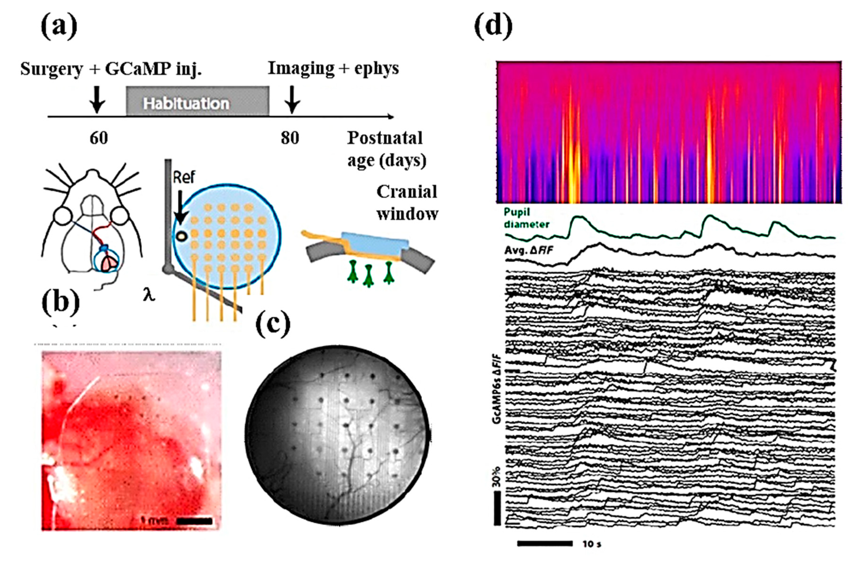 Cells 09 01528 g008 Cells 09 01528 g008