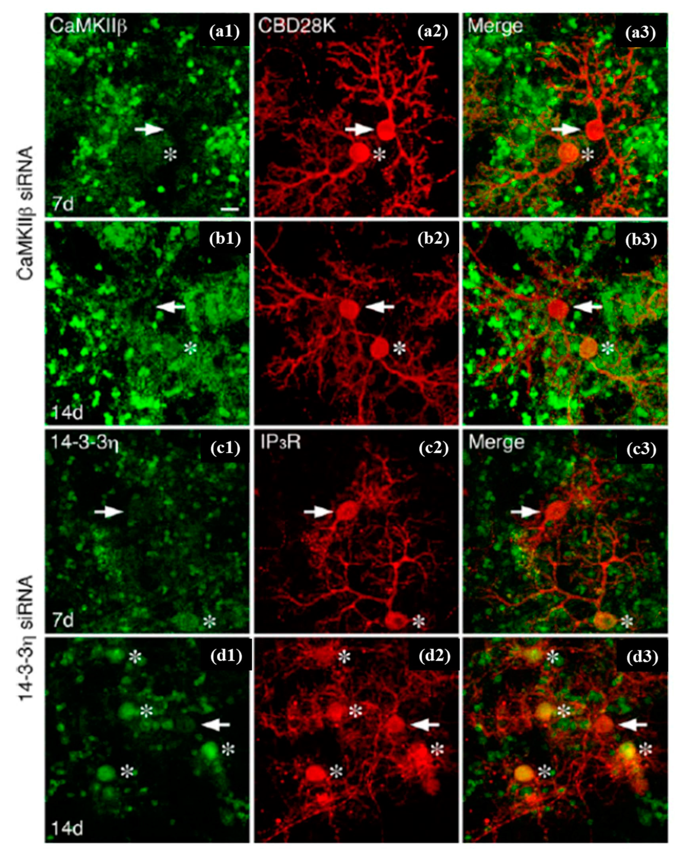 Cells 09 01528 g015 Cells 09 01528 g015