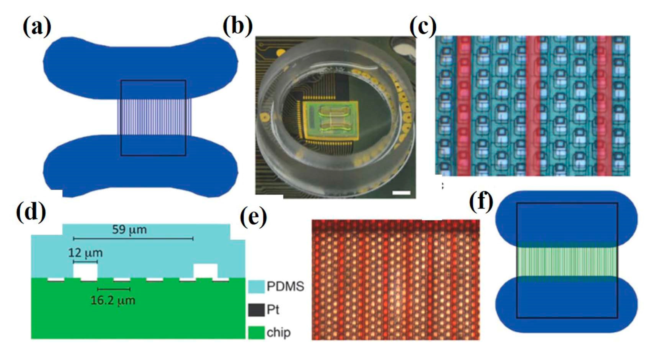 Cells 09 01528 g019 Cells 09 01528 g019