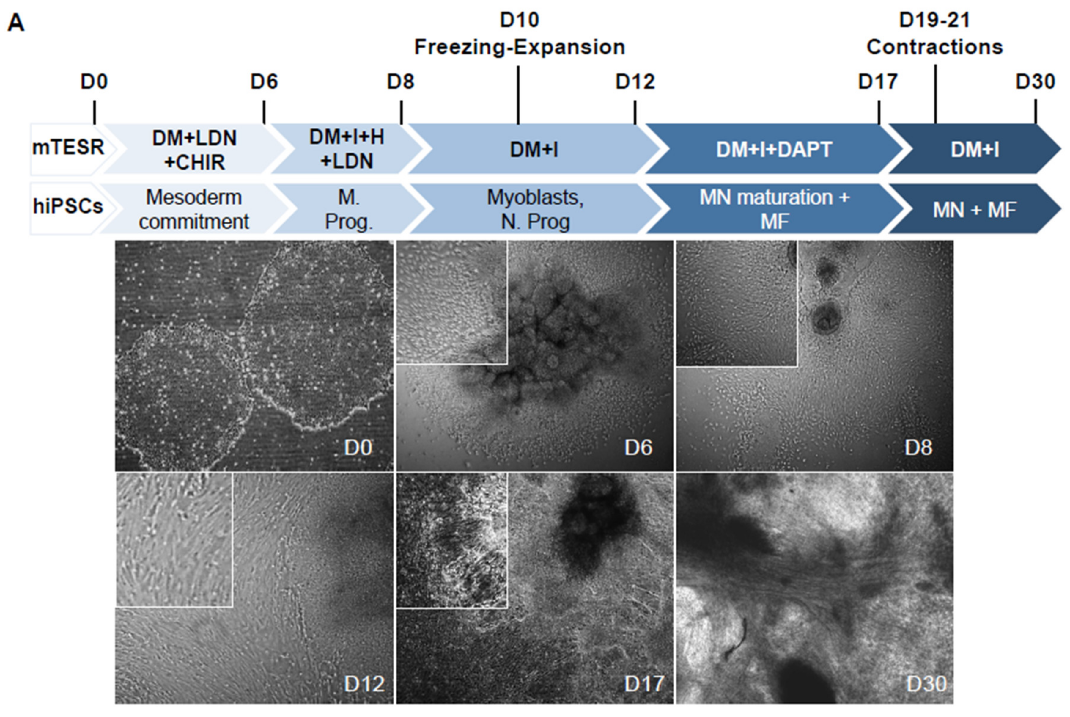 Cells 09 01531 g001a