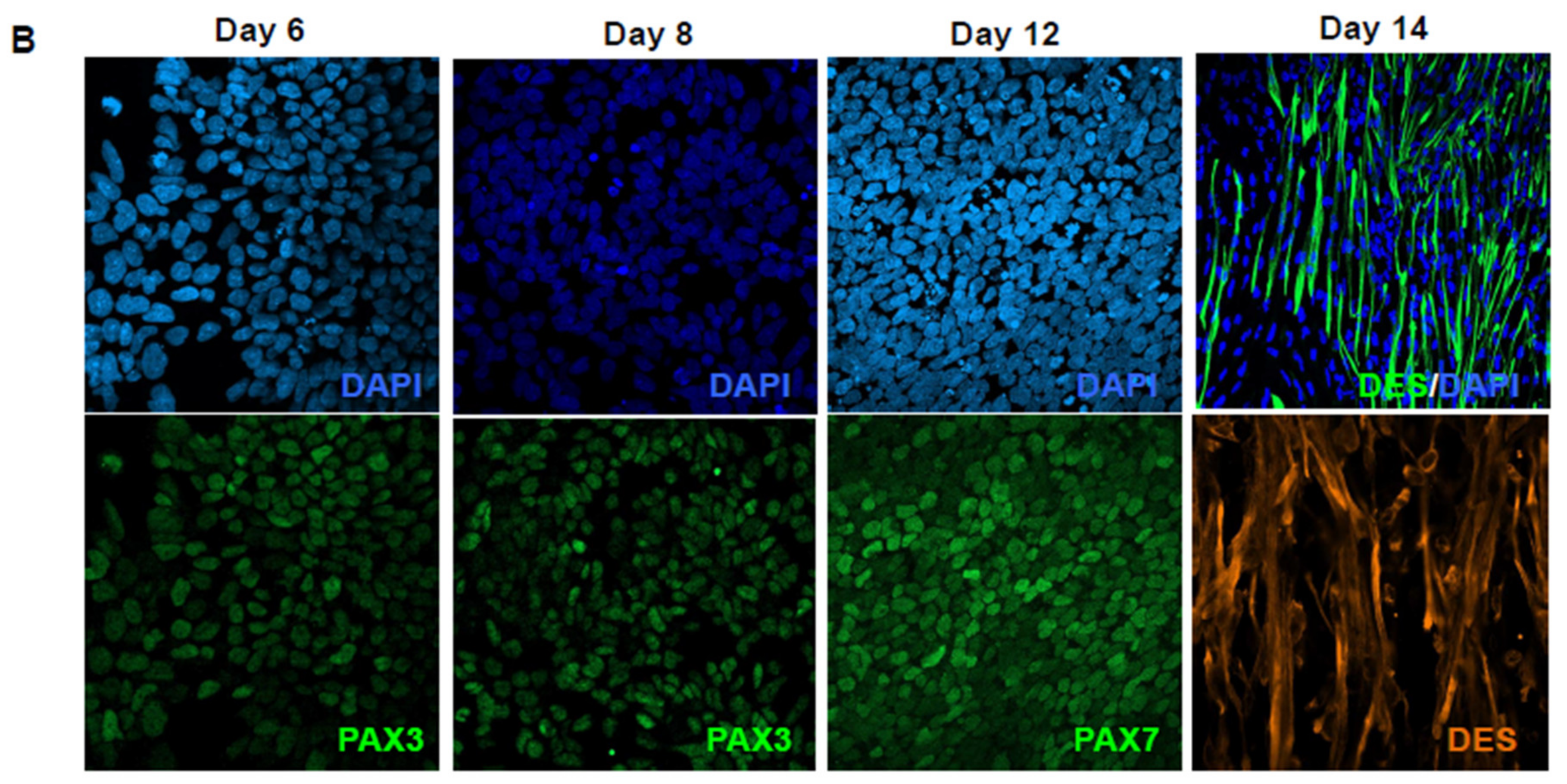 Cells 09 01531 g001b
