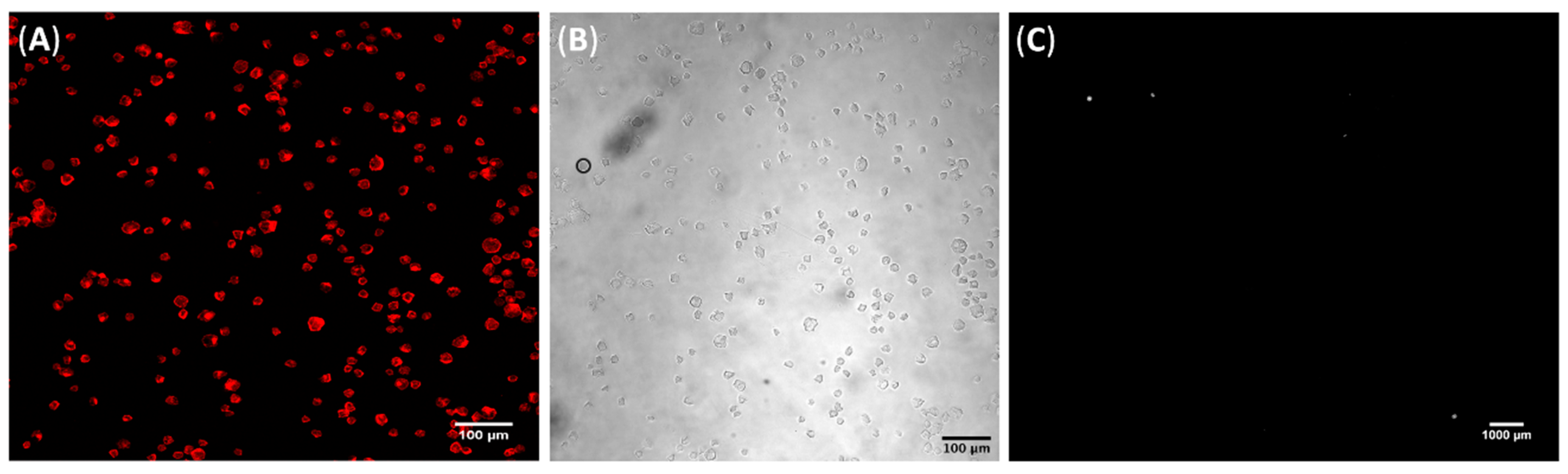 Cells 09 01563 g003 Cells 09 01563 g003