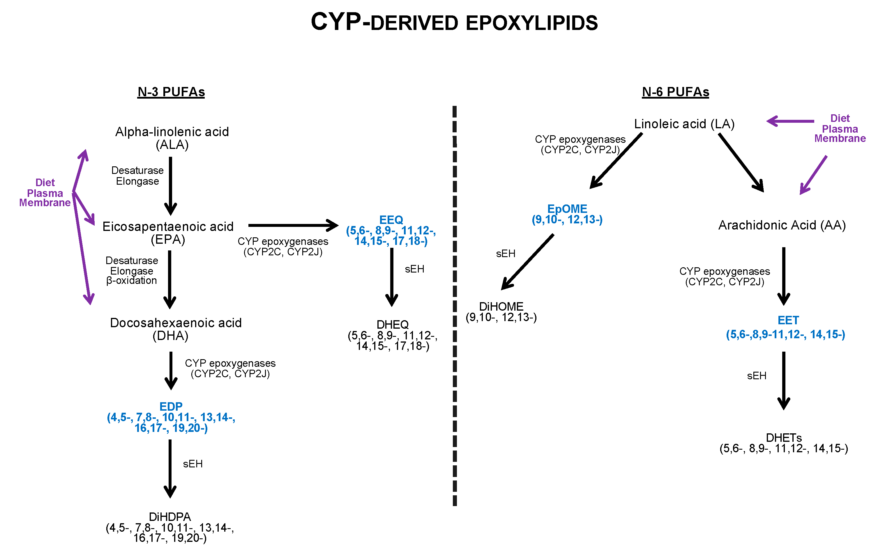 Cells 09 01565 g001 Cells 09 01565 g001