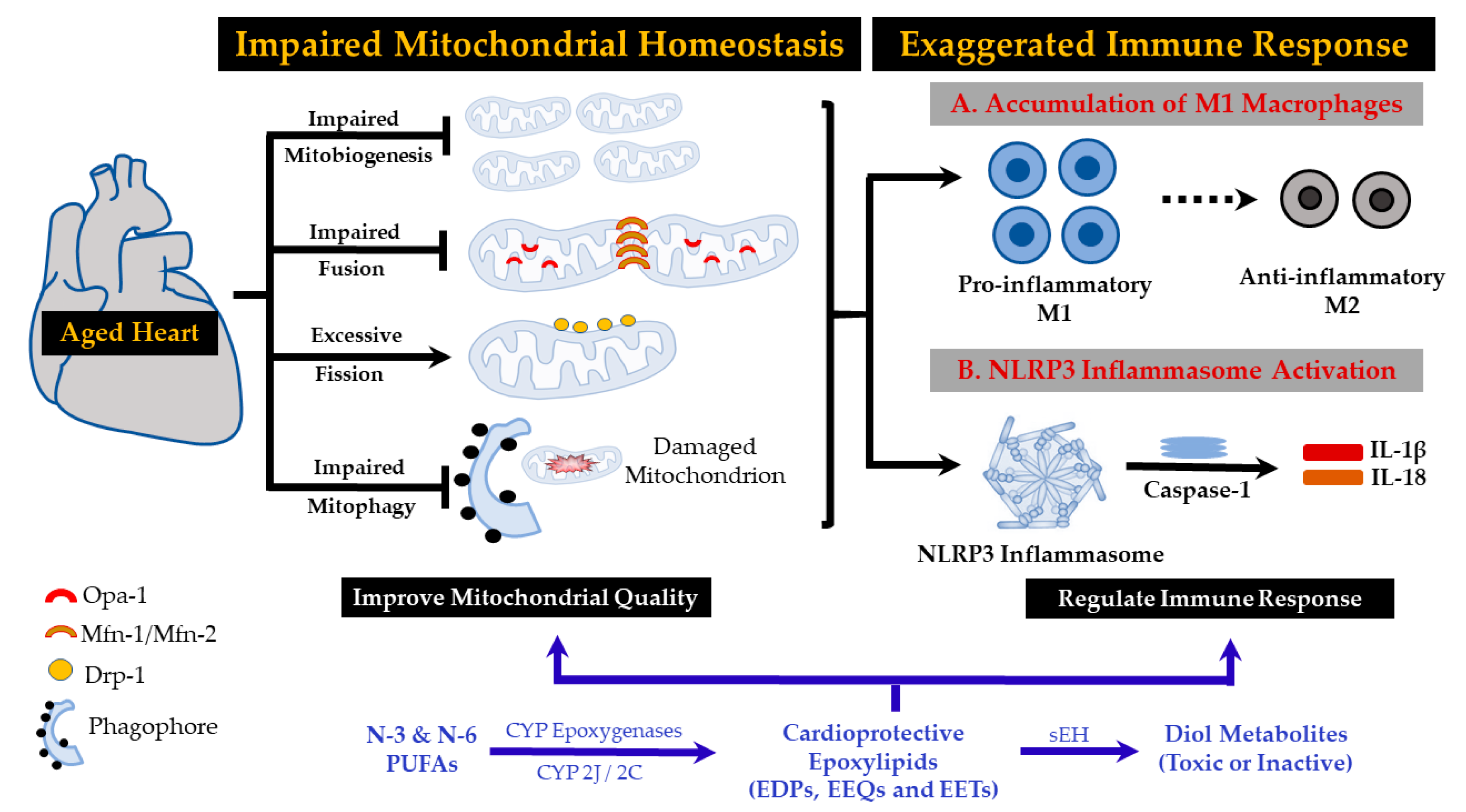 Cells 09 01565 g002 Cells 09 01565 g002