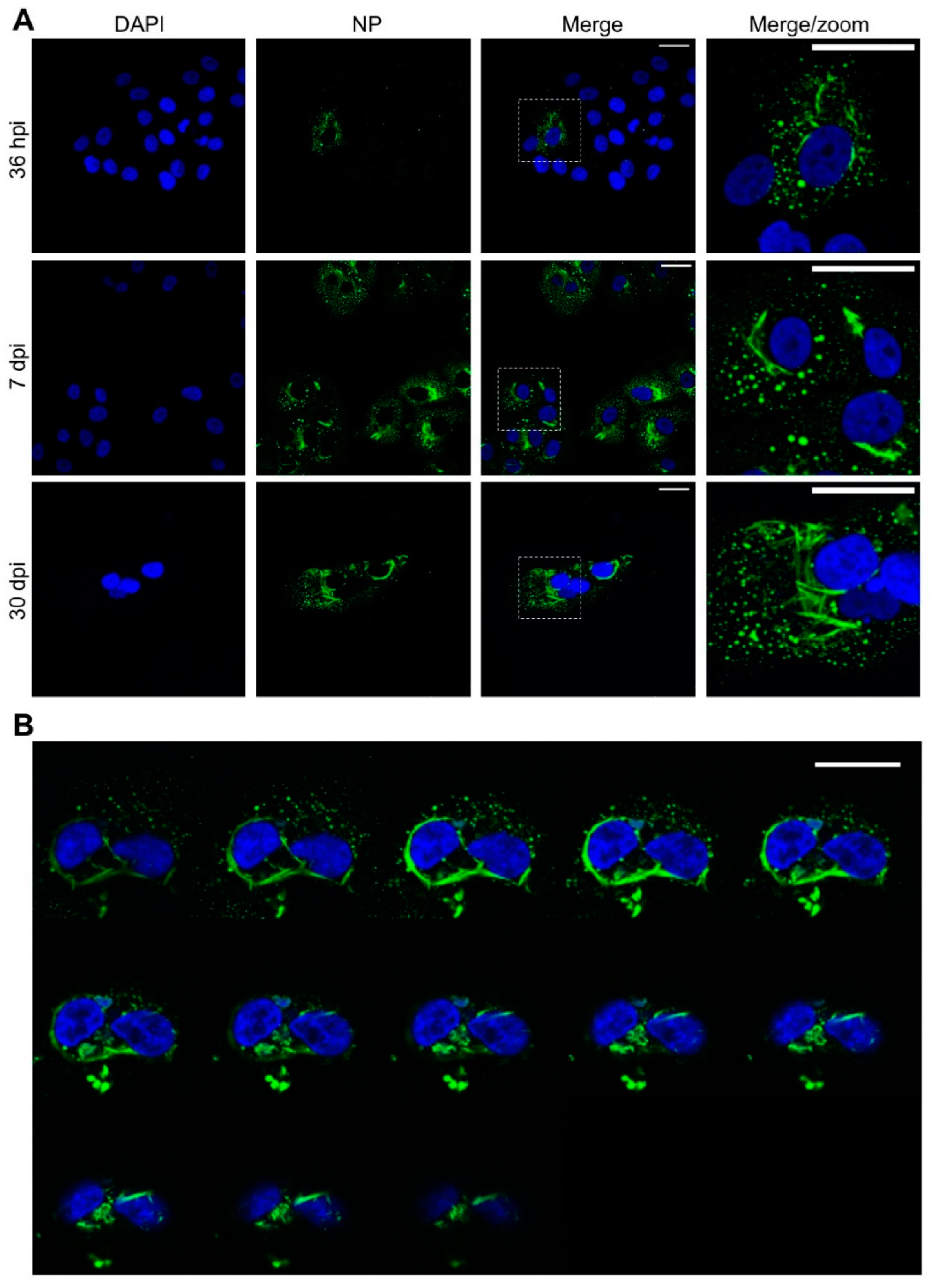 Cells 09 01569 g001 Cells 09 01569 g001