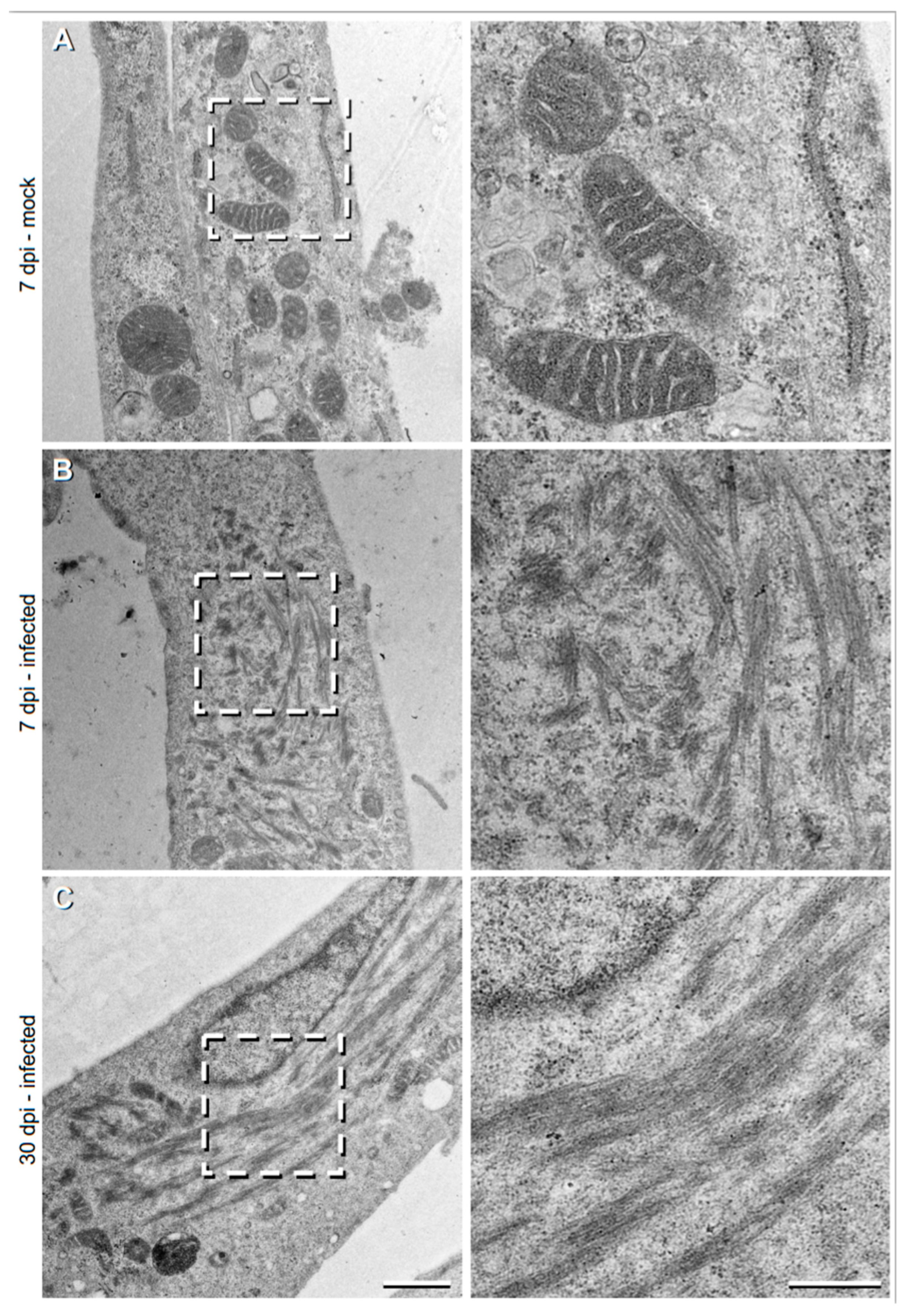 Cells 09 01569 g002 Cells 09 01569 g002