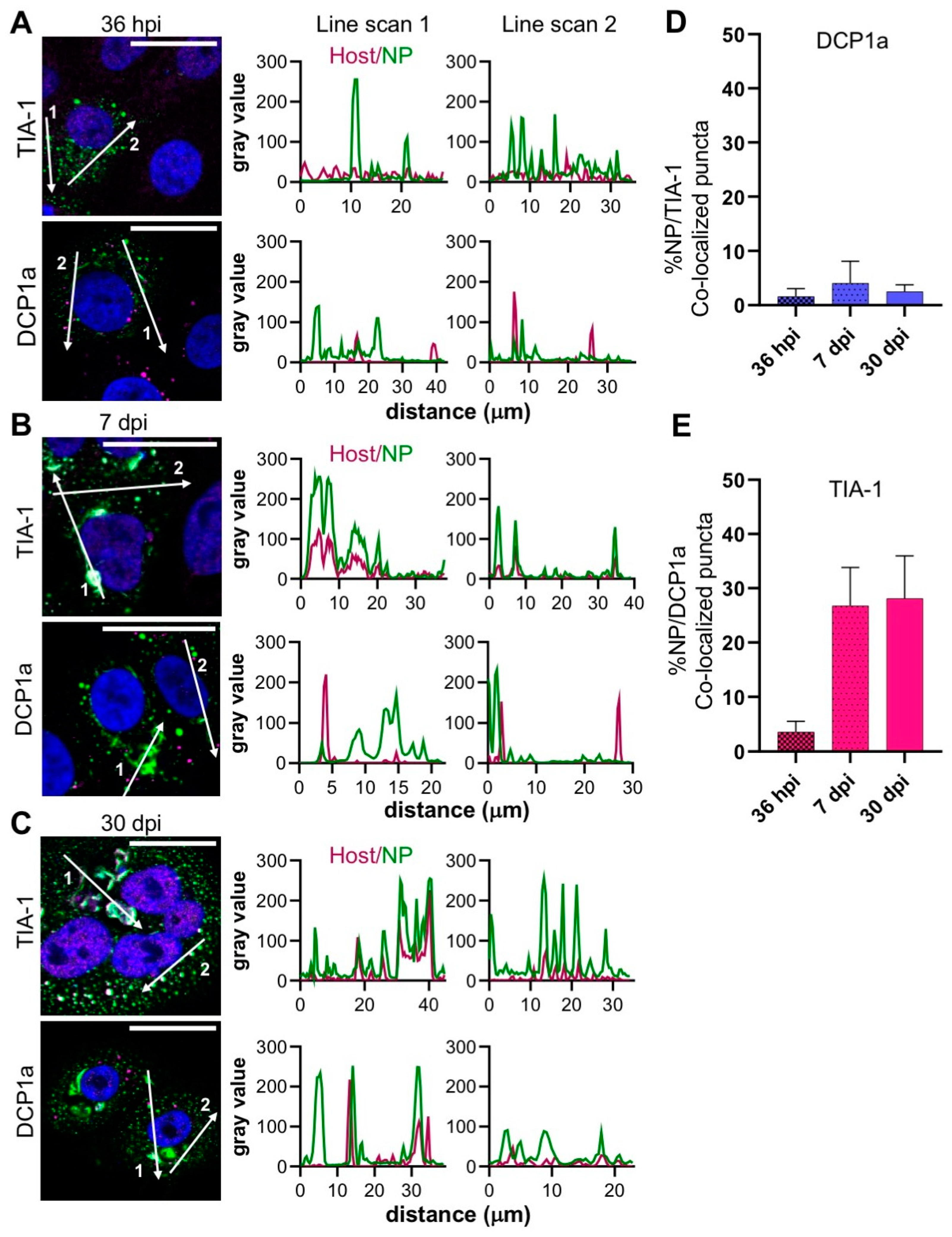 Cells 09 01569 g004 Cells 09 01569 g004