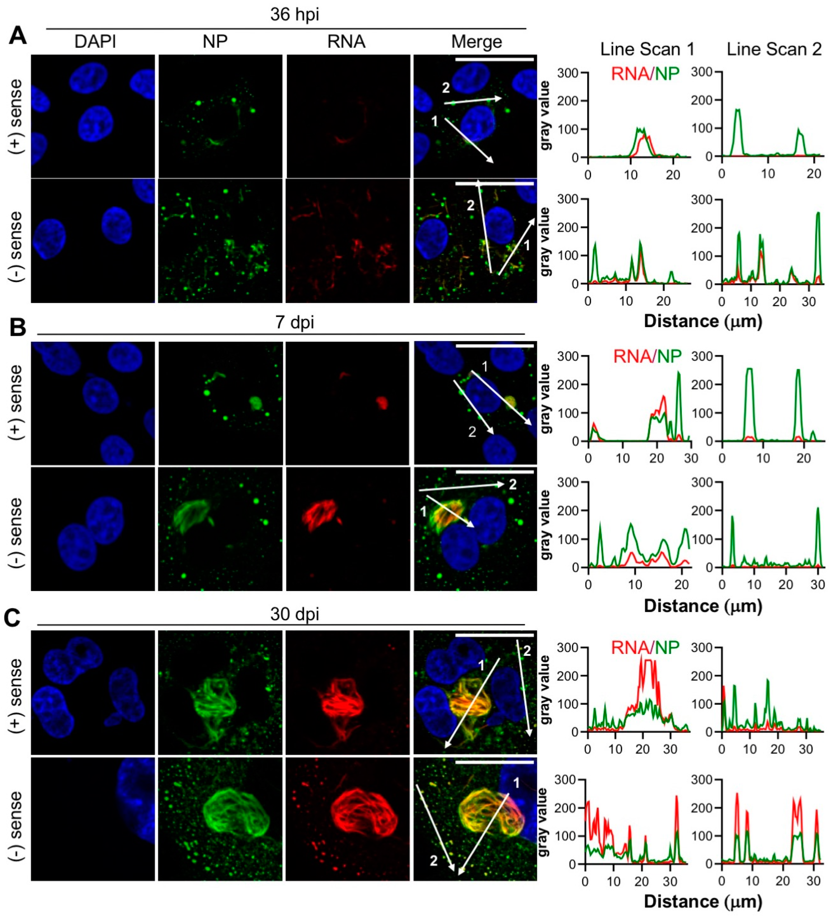 Cells 09 01569 g006 Cells 09 01569 g006