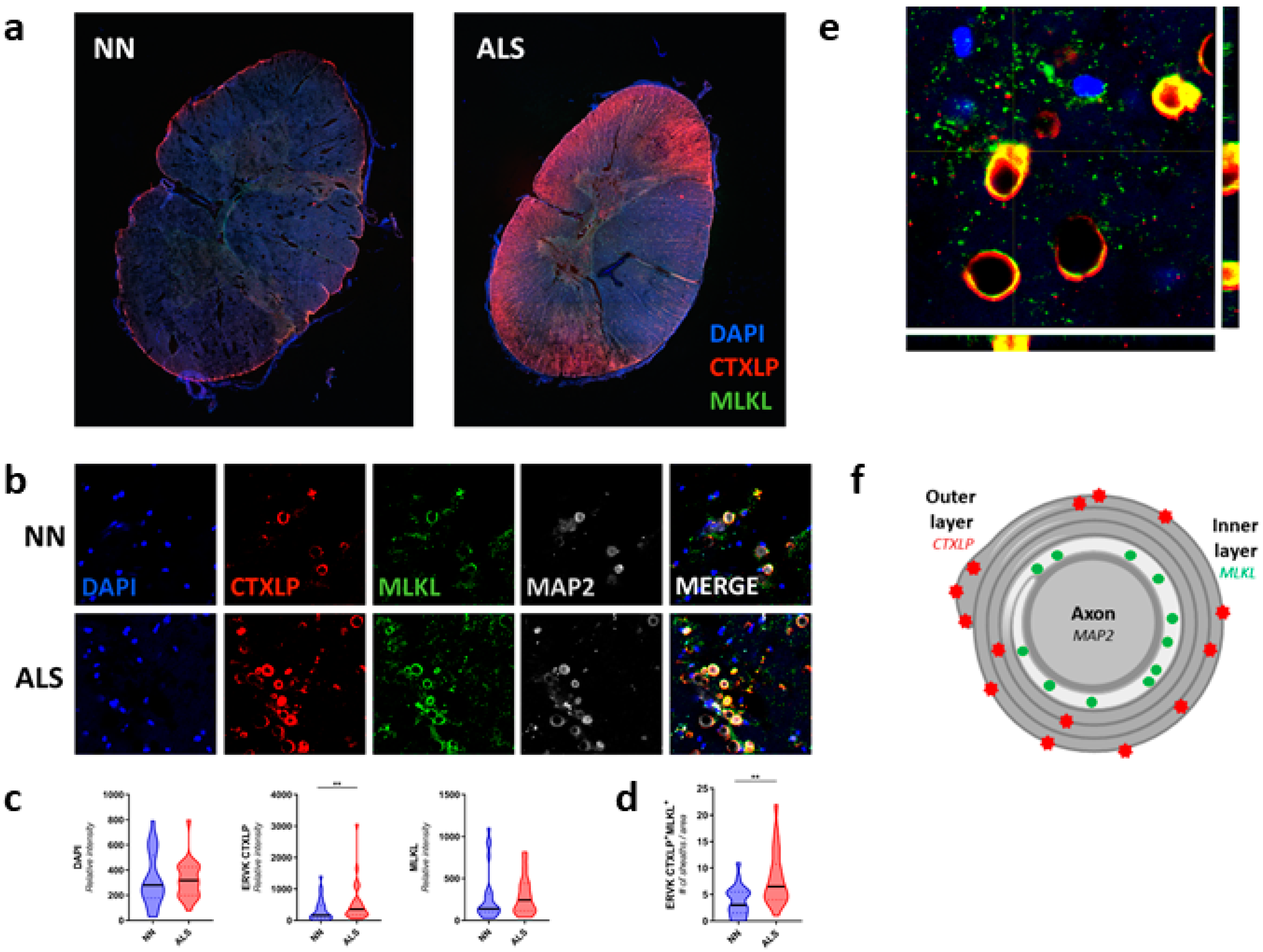 Cells 09 01584 g005 Cells 09 01584 g005