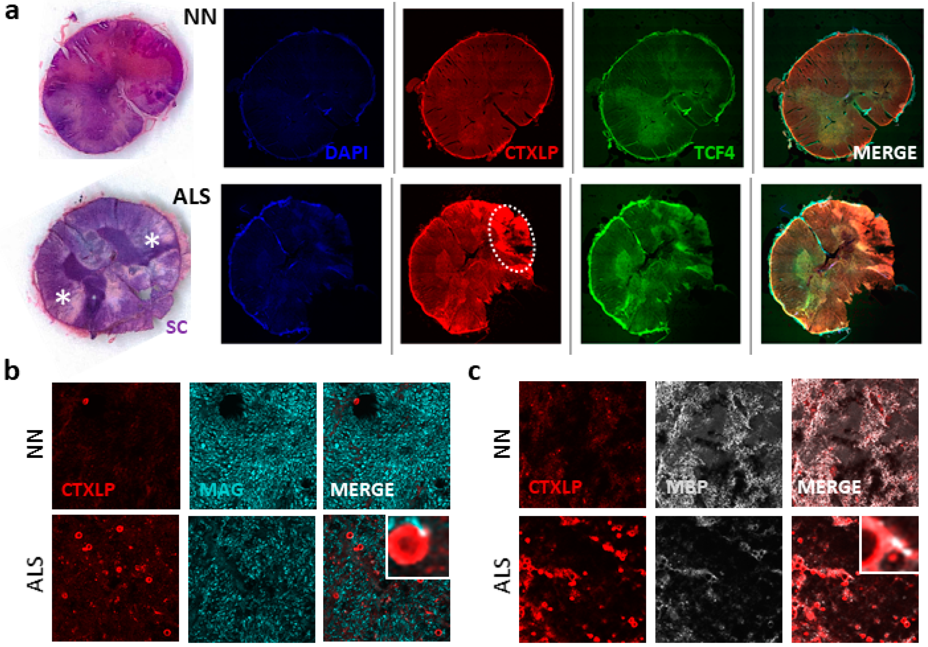 Cells 09 01584 g006 Cells 09 01584 g006