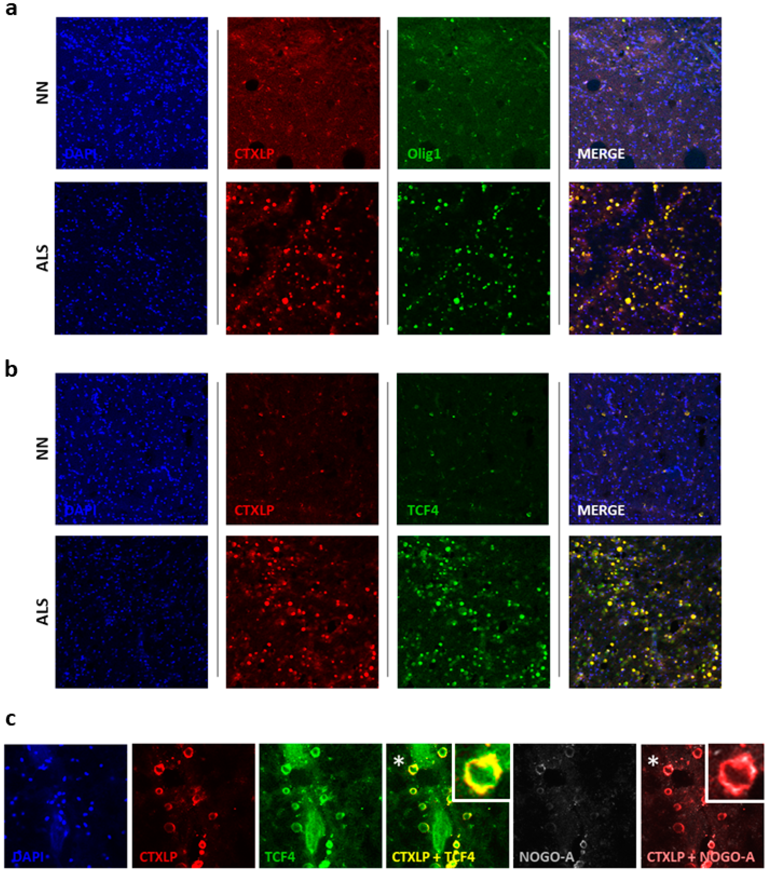 Cells 09 01584 g007 Cells 09 01584 g007