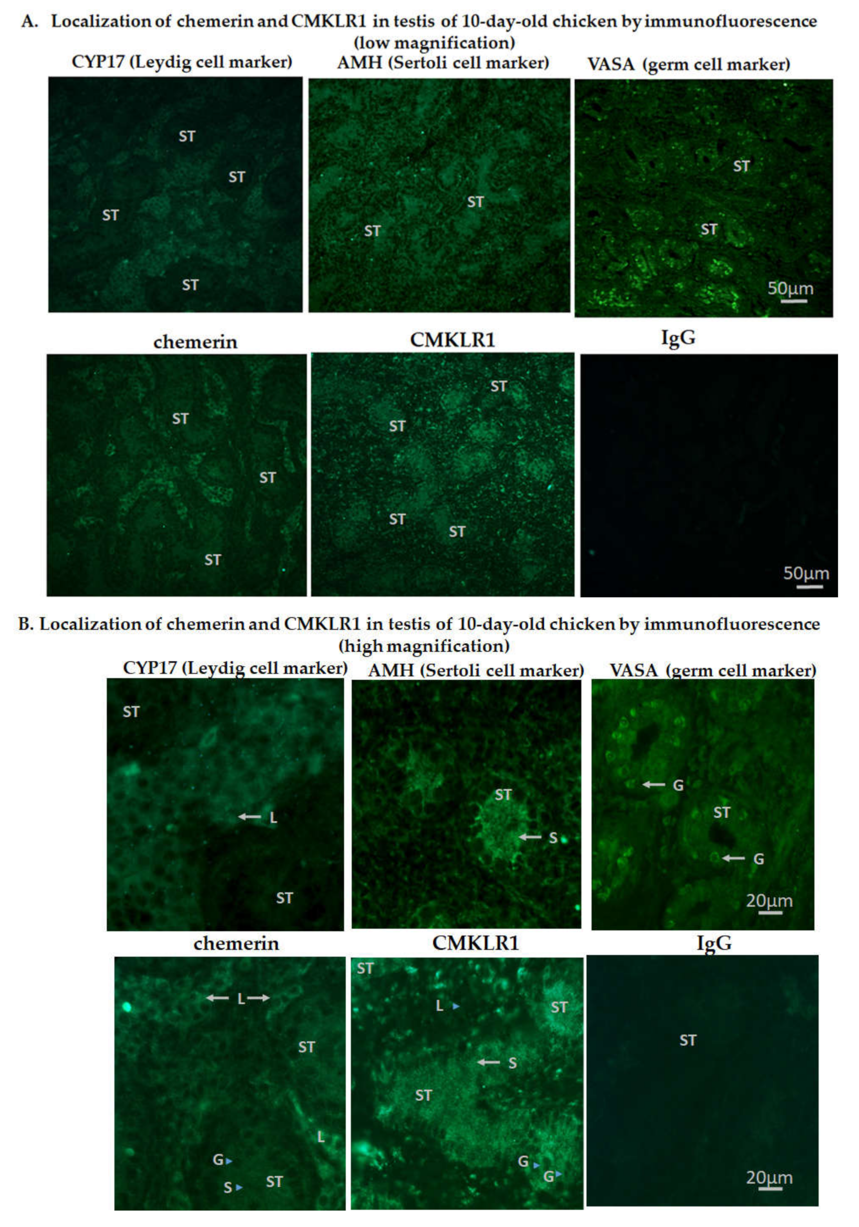 Cells 09 01599 g002 Cells 09 01599 g002