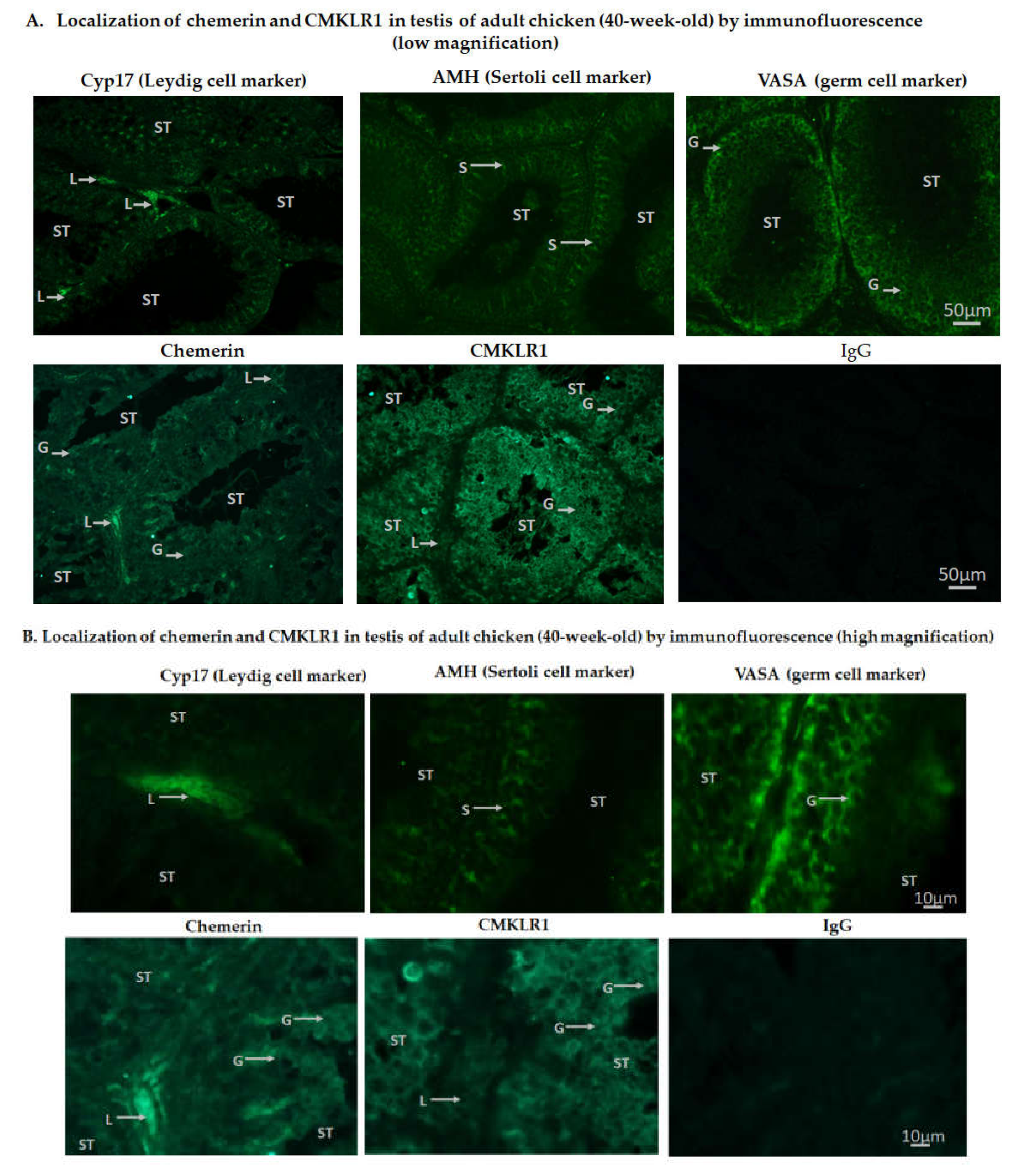 Cells 09 01599 g003 Cells 09 01599 g003
