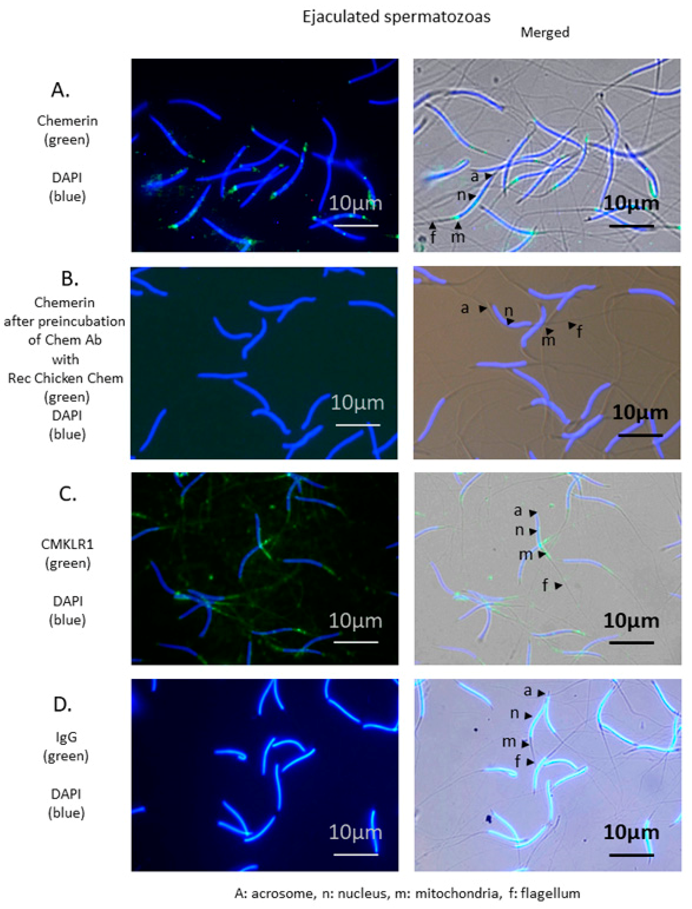 Cells 09 01599 g006 Cells 09 01599 g006