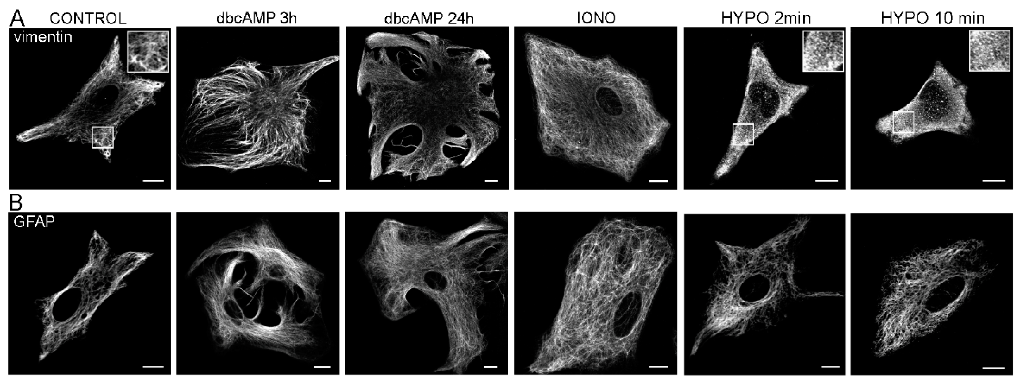 Cells 09 01604 g001 Cells 09 01604 g001