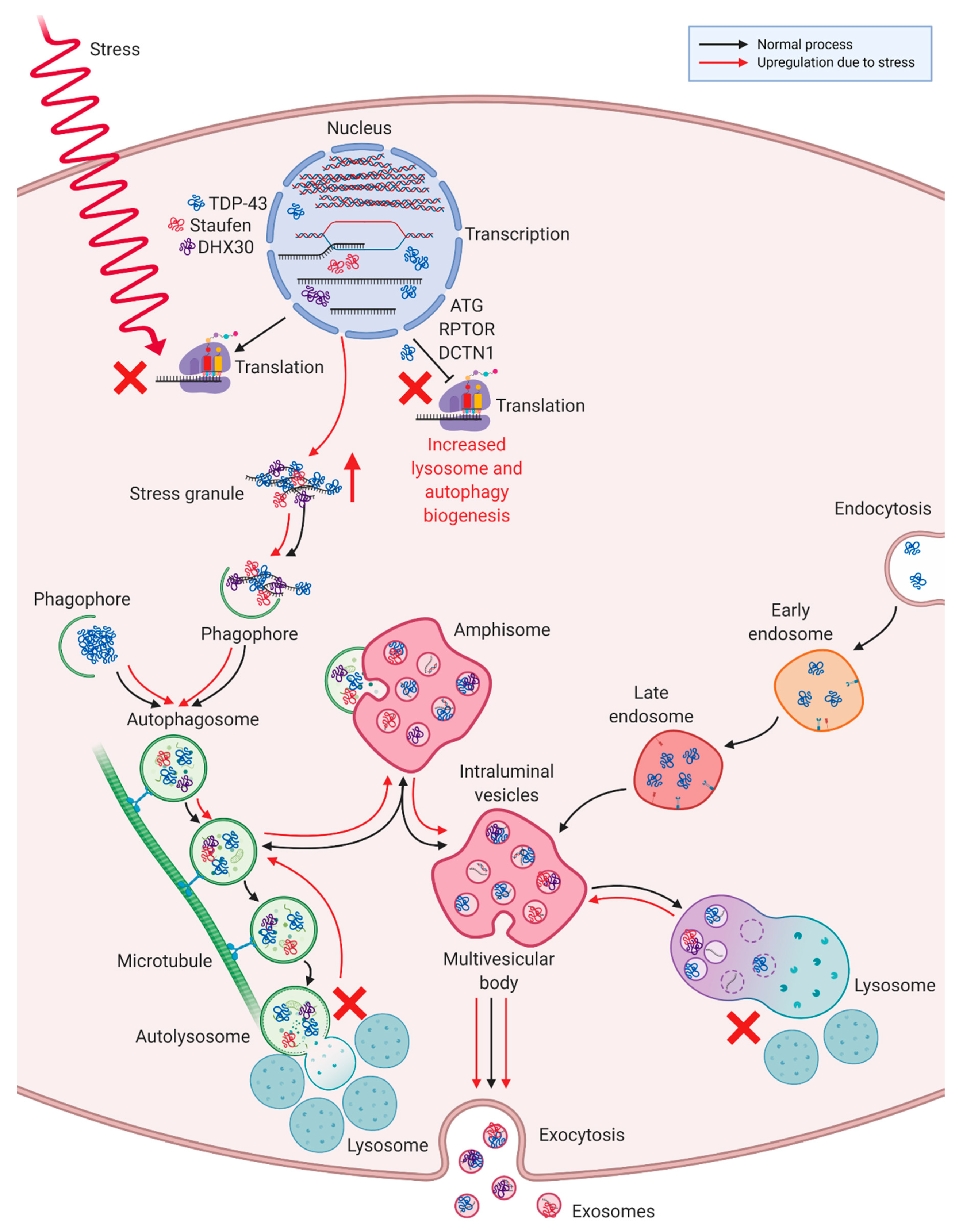 Cells 09 01709 g006 Cells 09 01709 g006