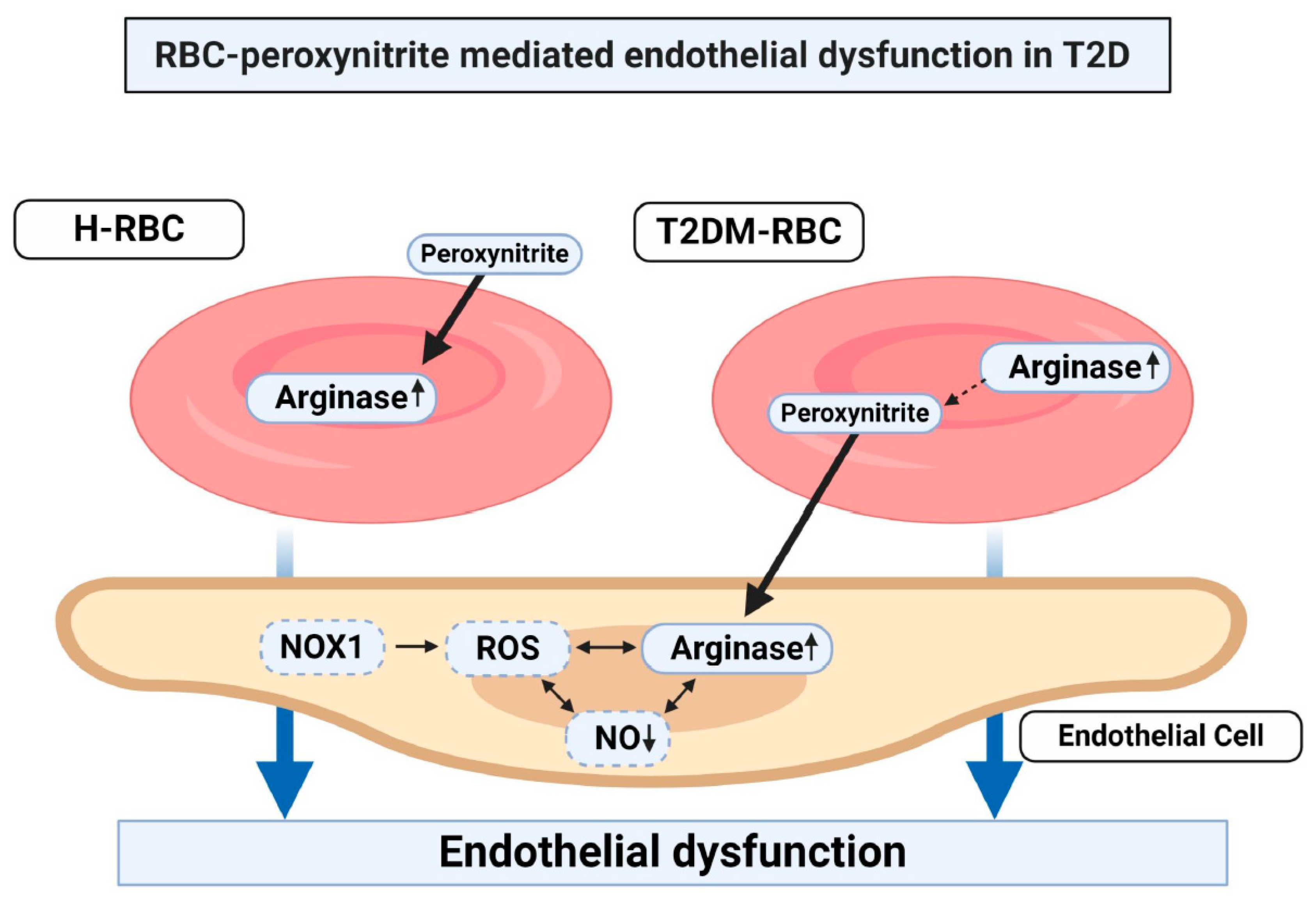 Cells 09 01712 g004 Cells 09 01712 g004