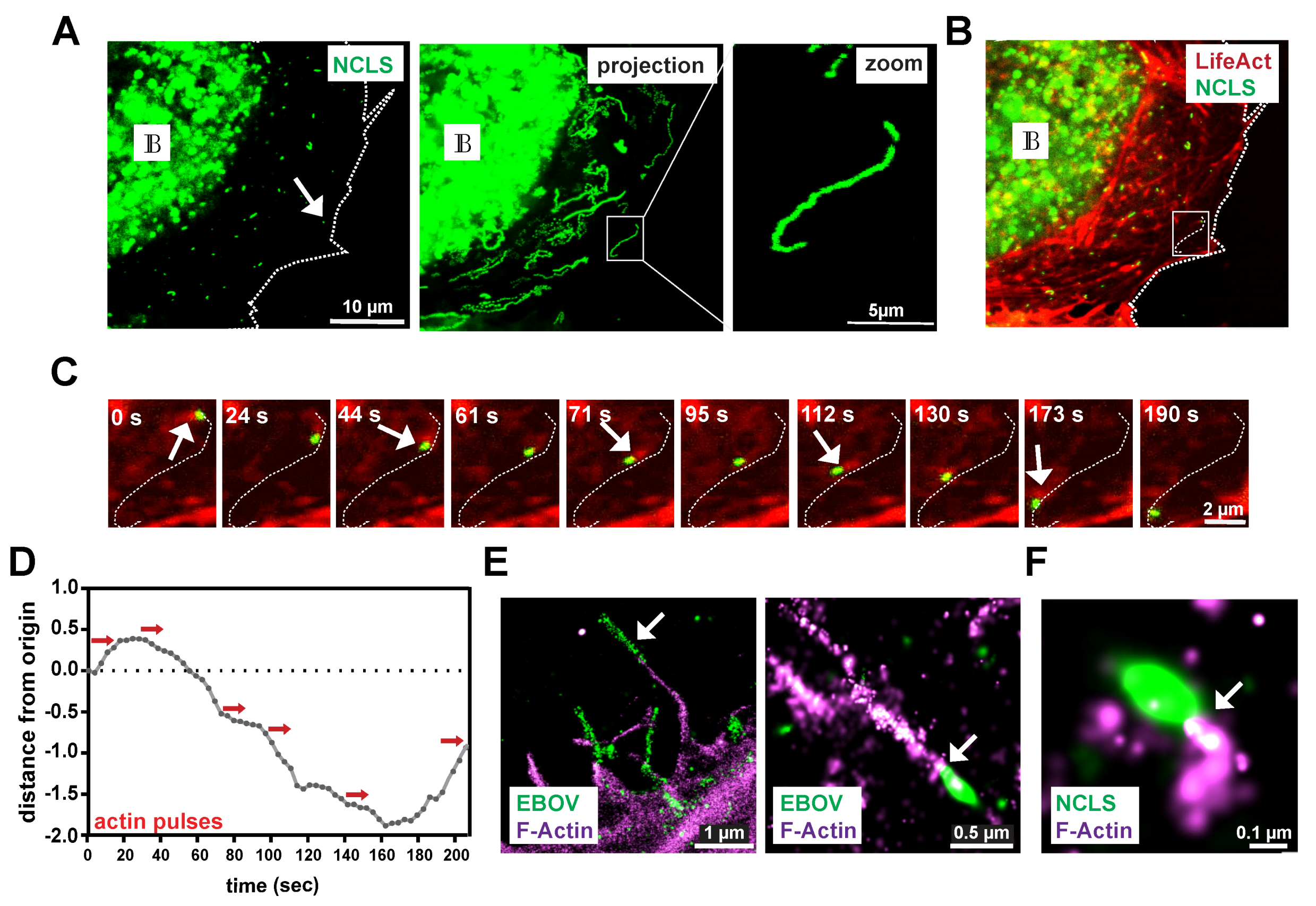 Cells 09 01728 g001