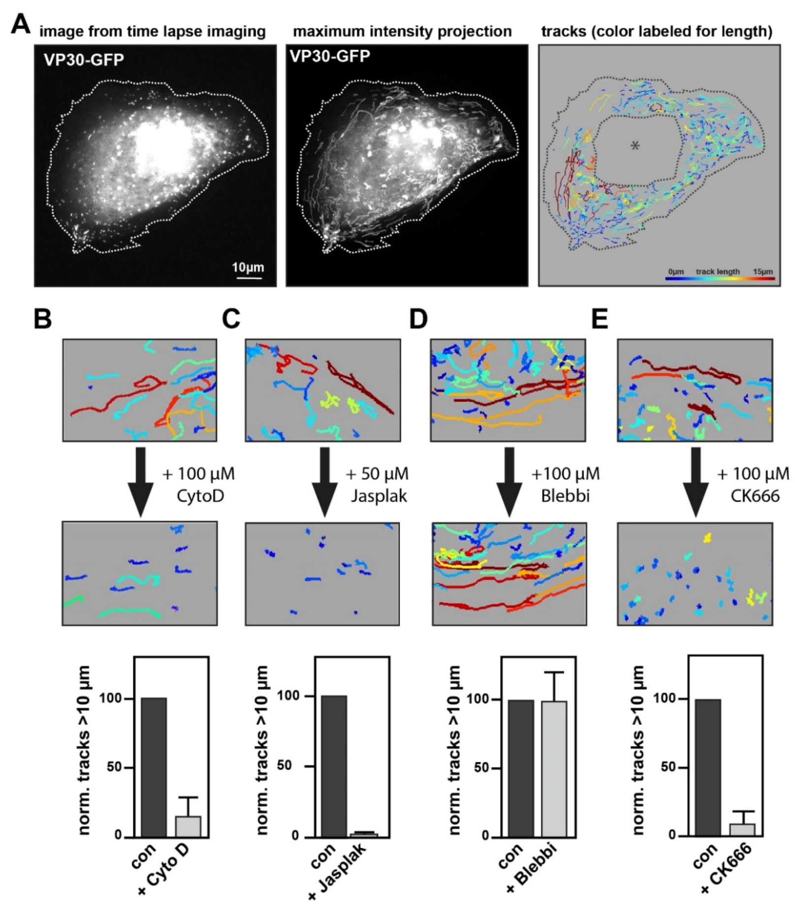 Cells 09 01728 g002