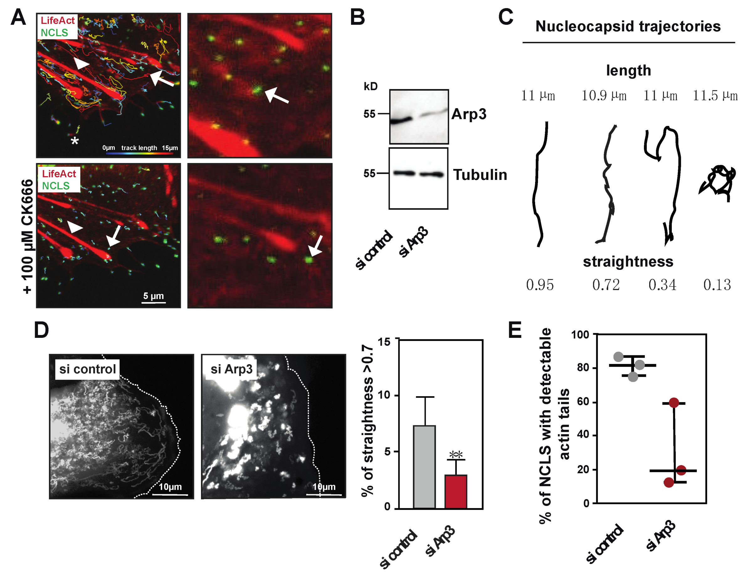 Cells 09 01728 g003