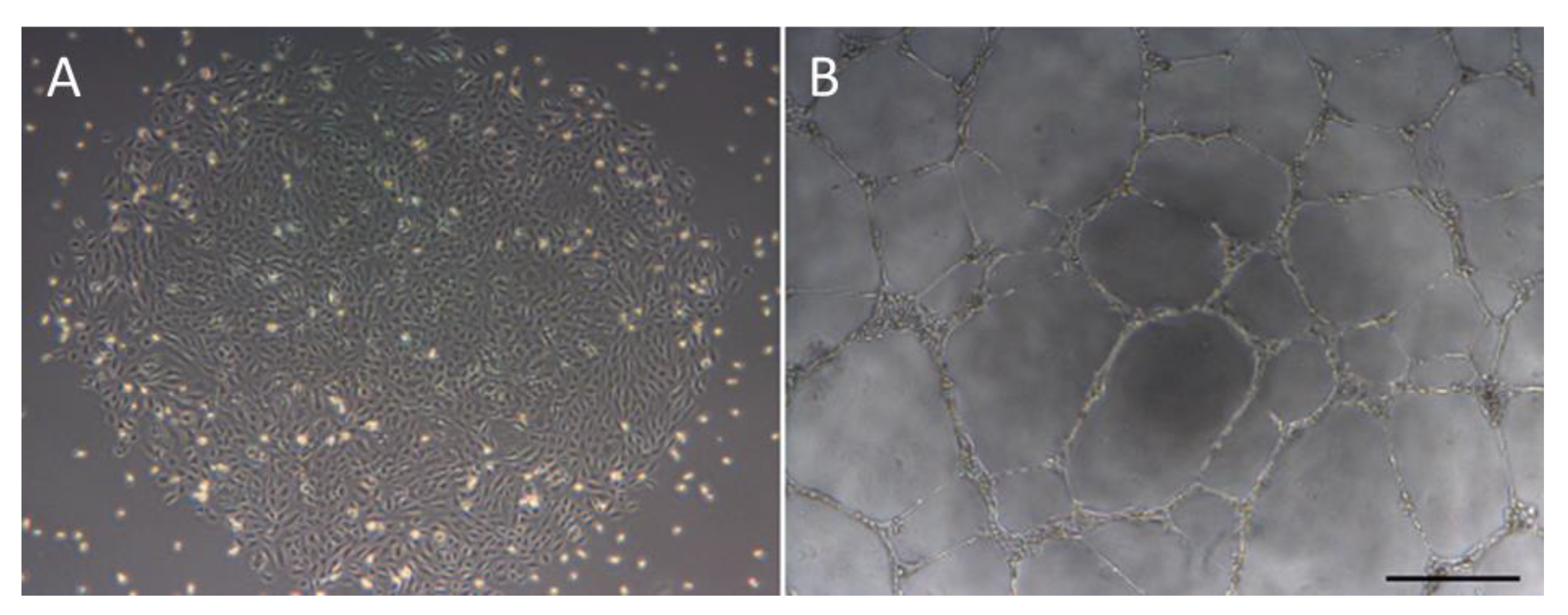 Cells 09 01731 g001