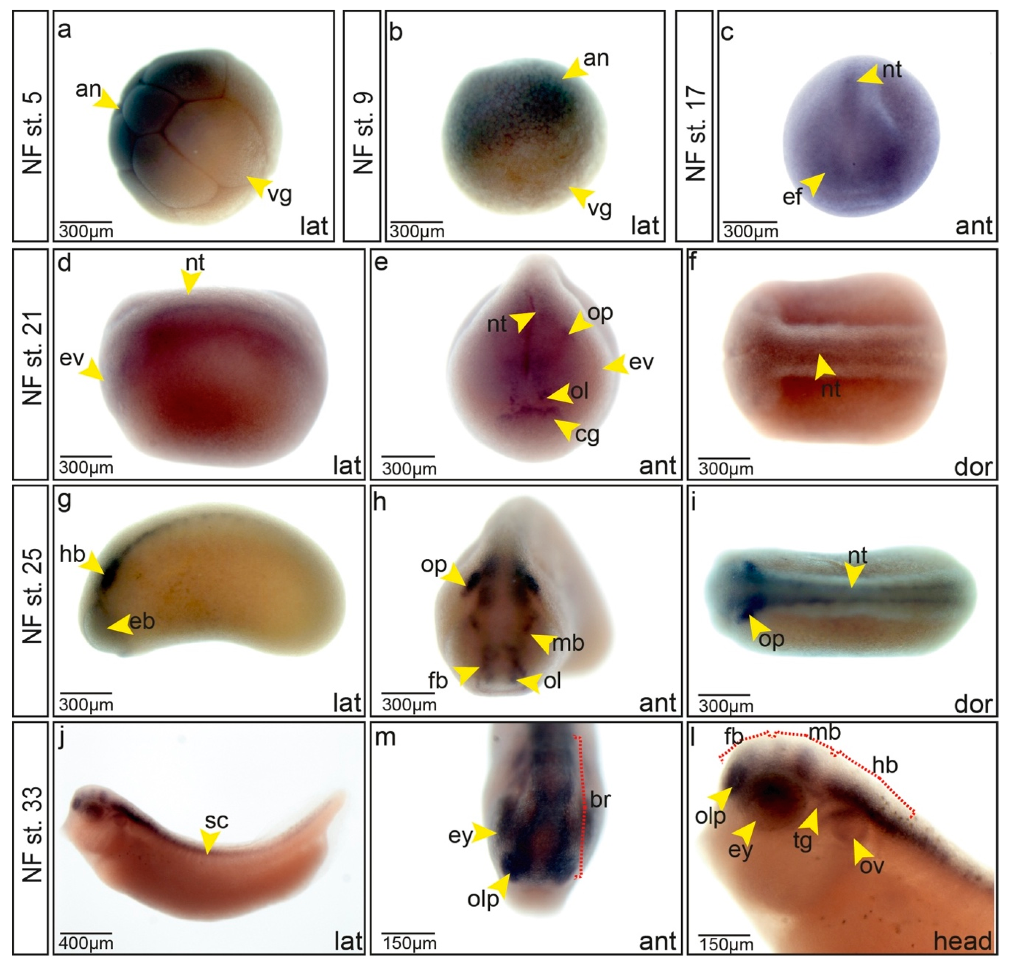 Cells 09 01734 g001 Cells 09 01734 g001