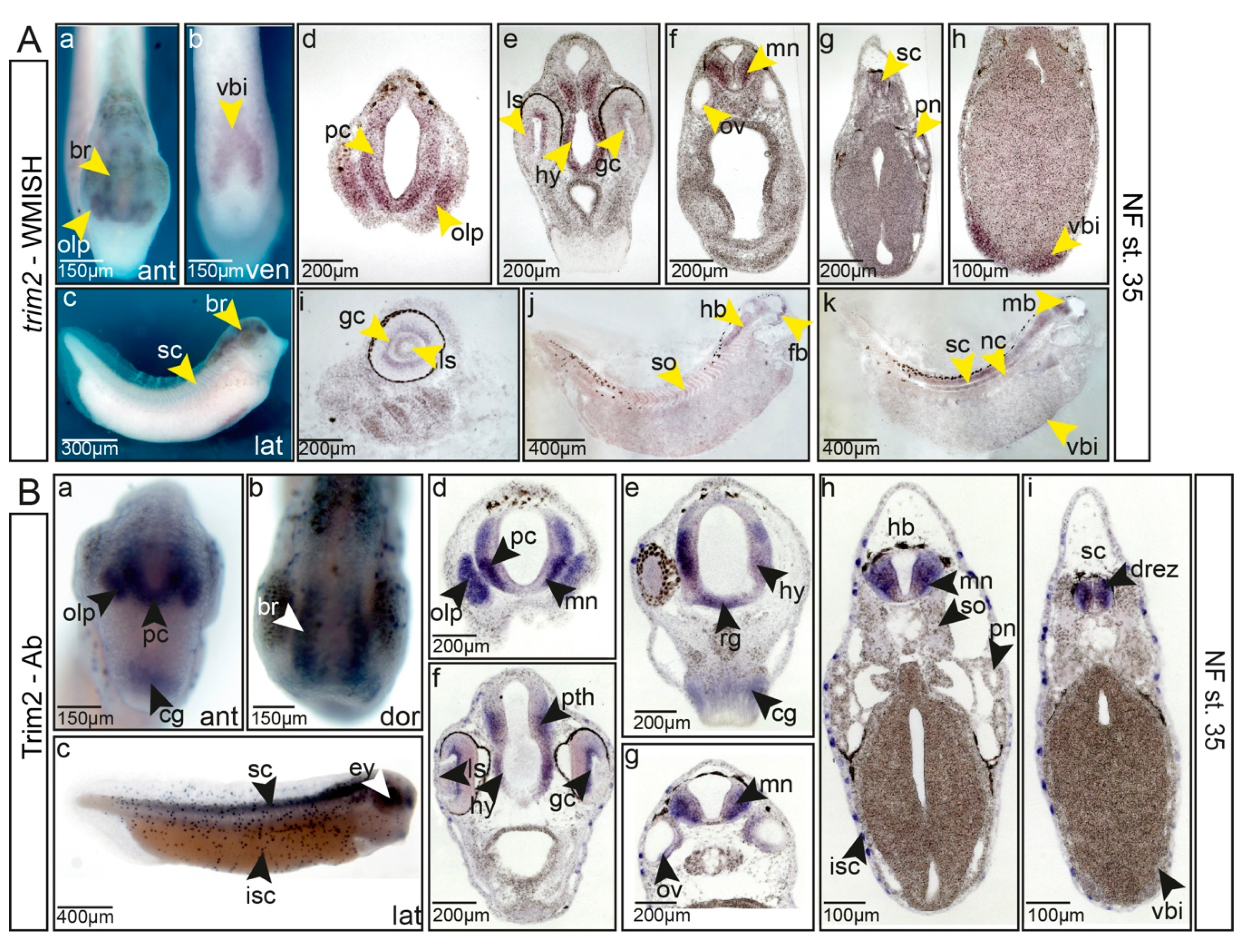 Cells 09 01734 g002 Cells 09 01734 g002