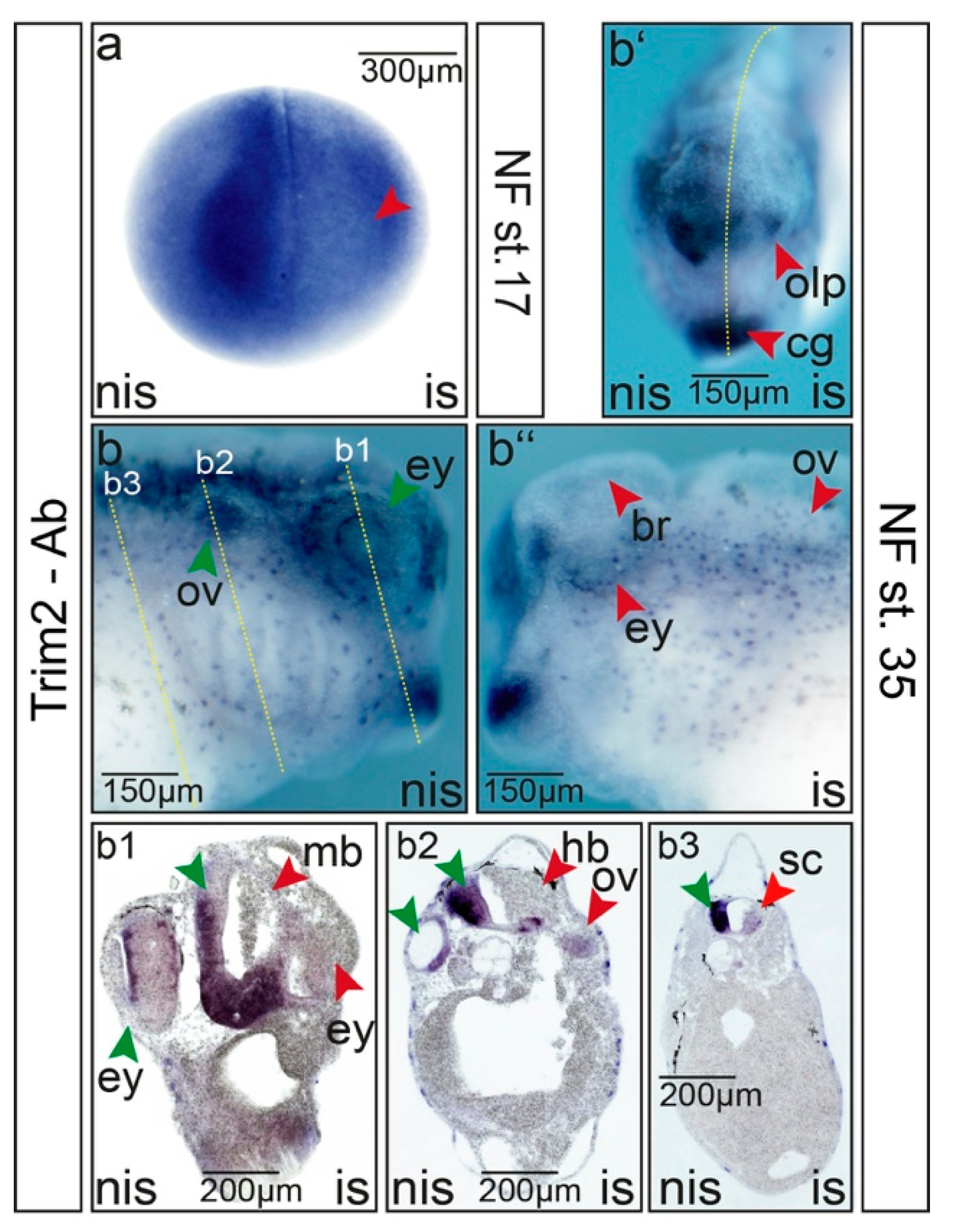 Cells 09 01734 g003 Cells 09 01734 g003