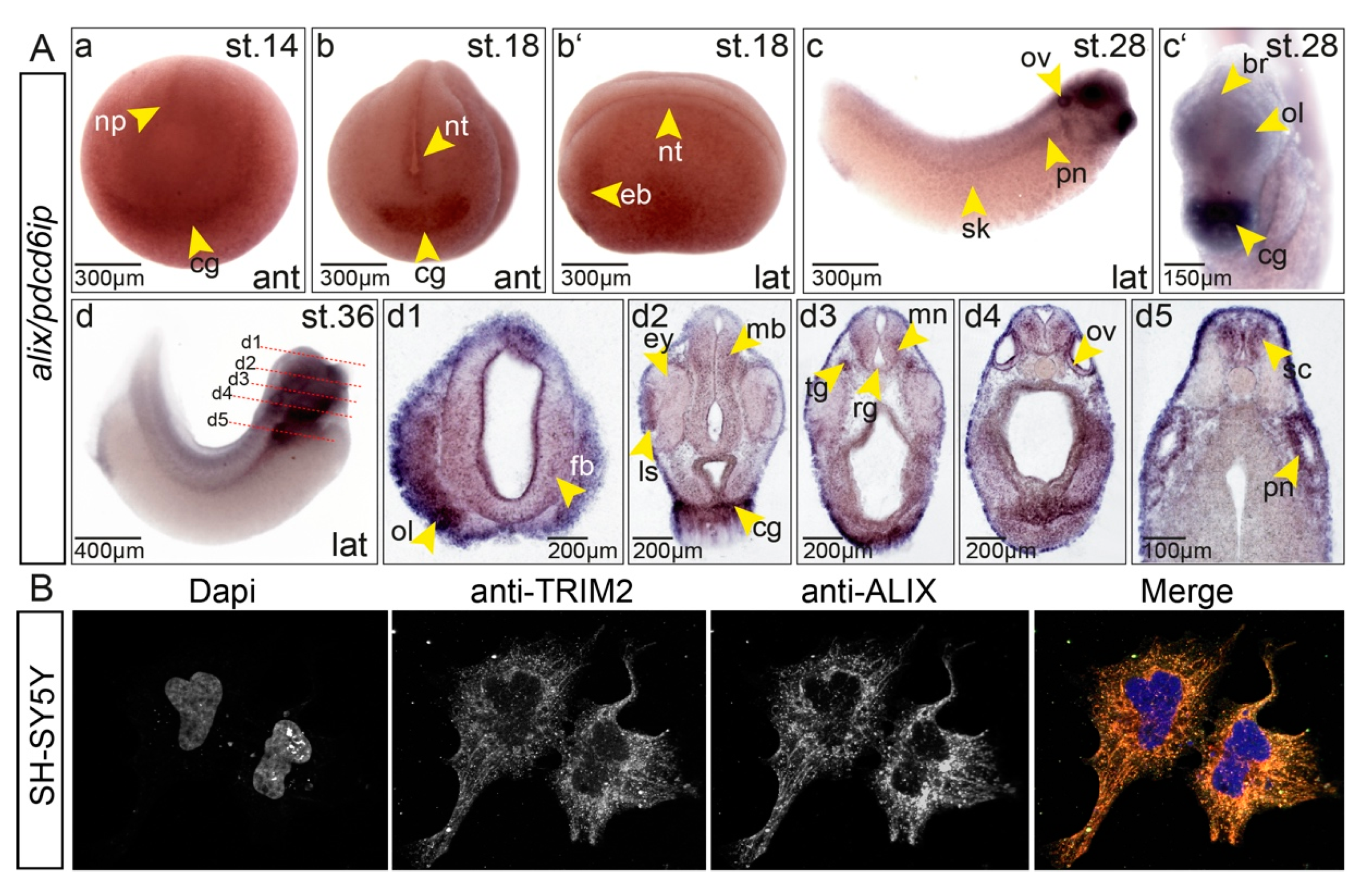 Cells 09 01734 g006 Cells 09 01734 g006