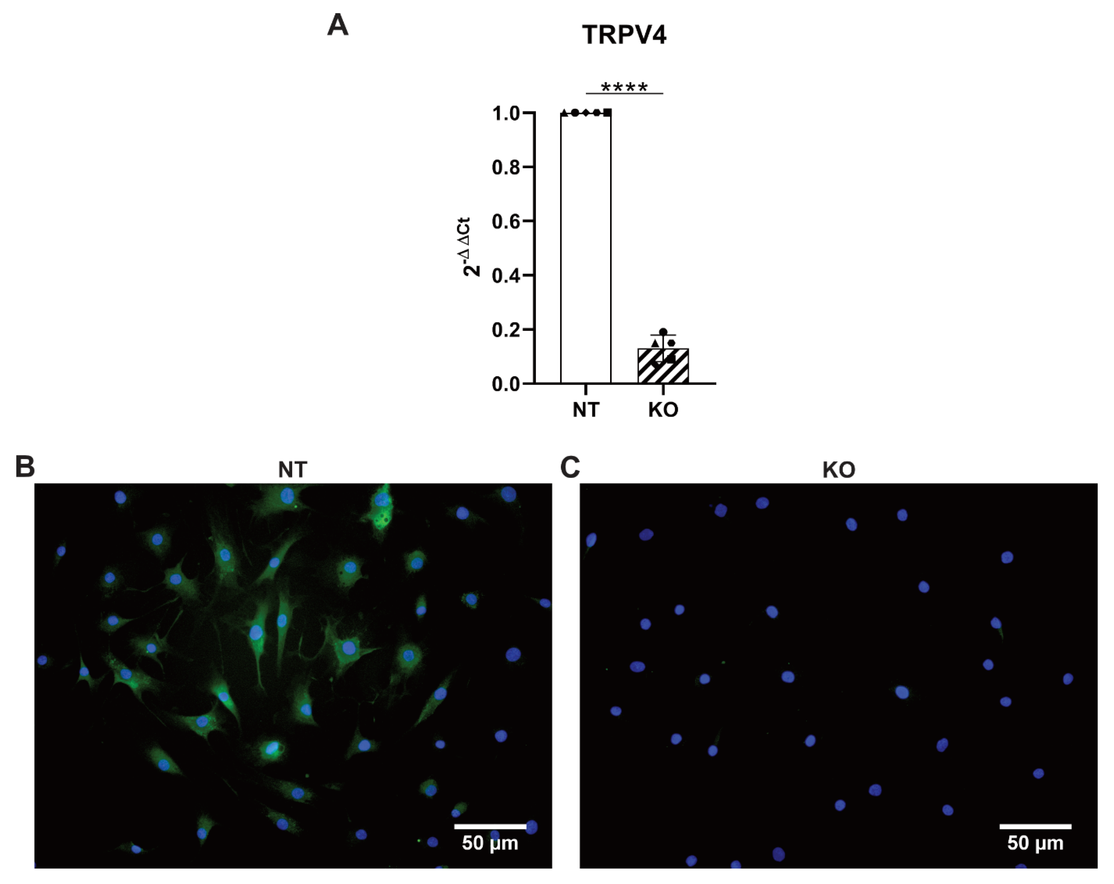 Cells 09 01736 g005