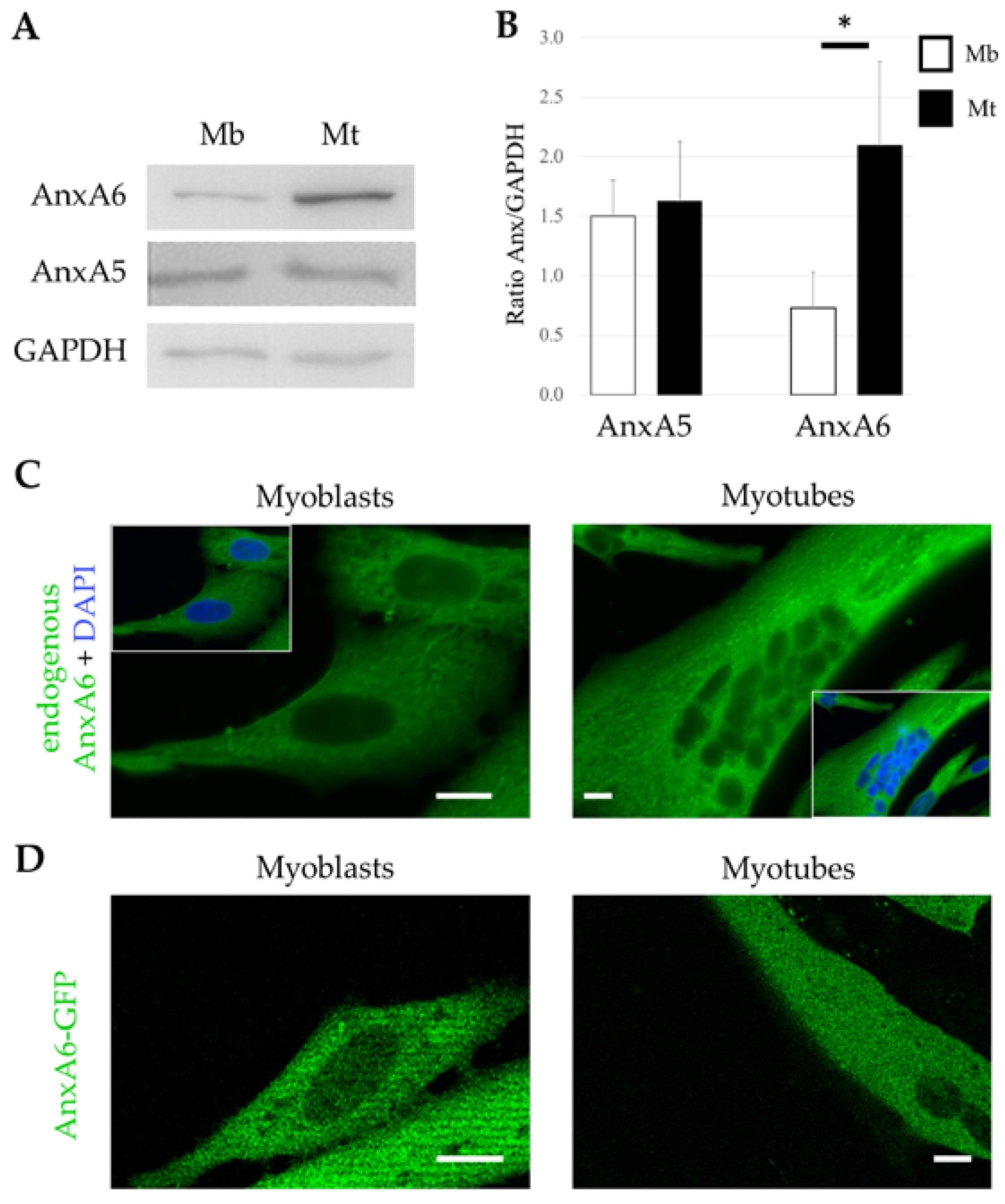 Cells 09 01742 g001