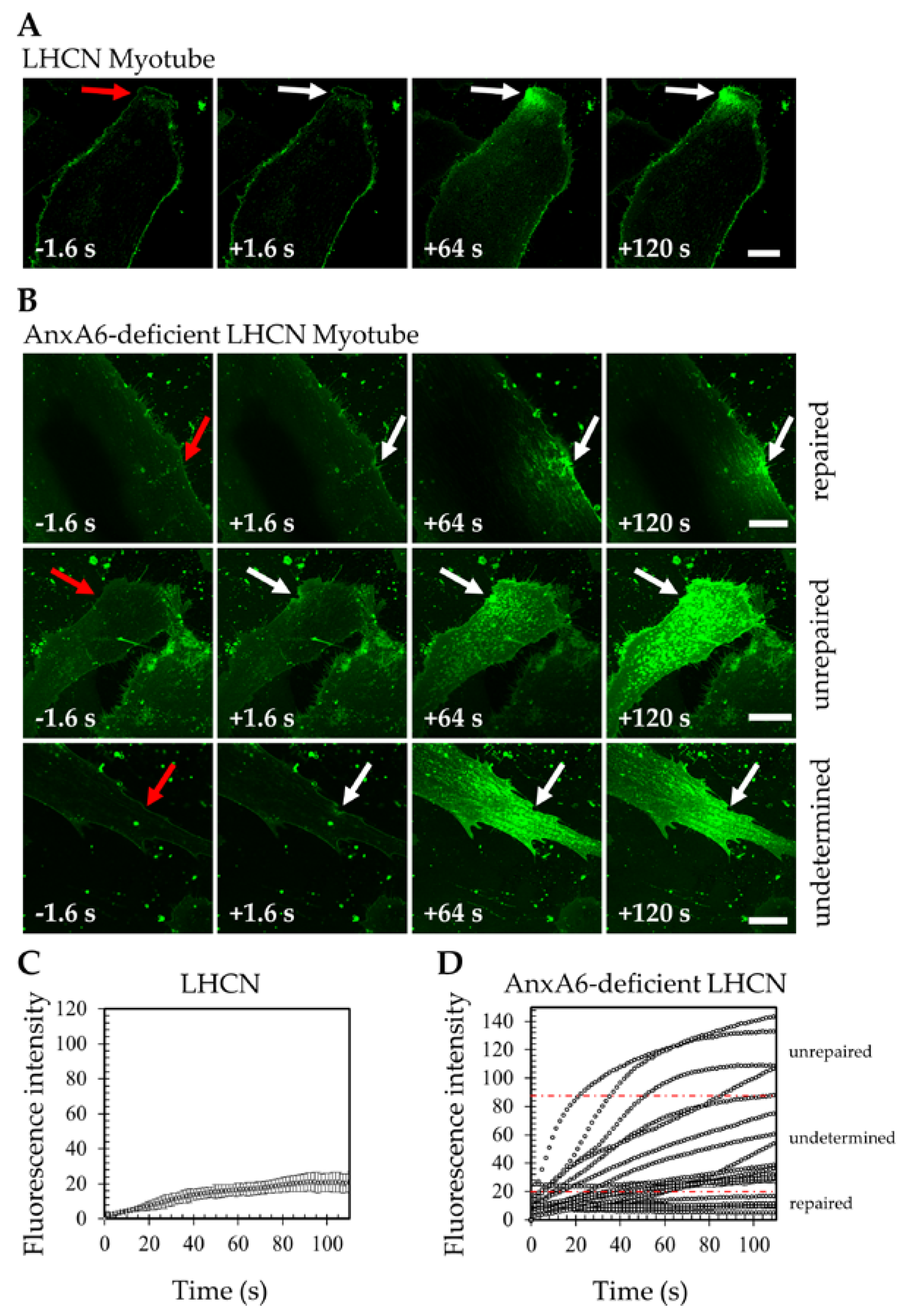 Cells 09 01742 g002