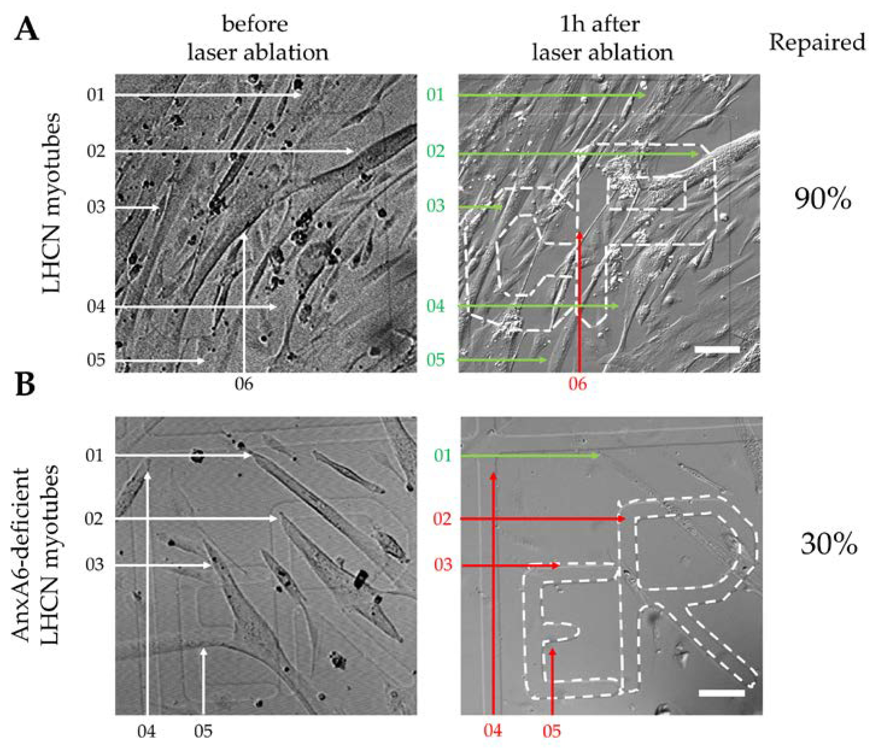Cells 09 01742 g003