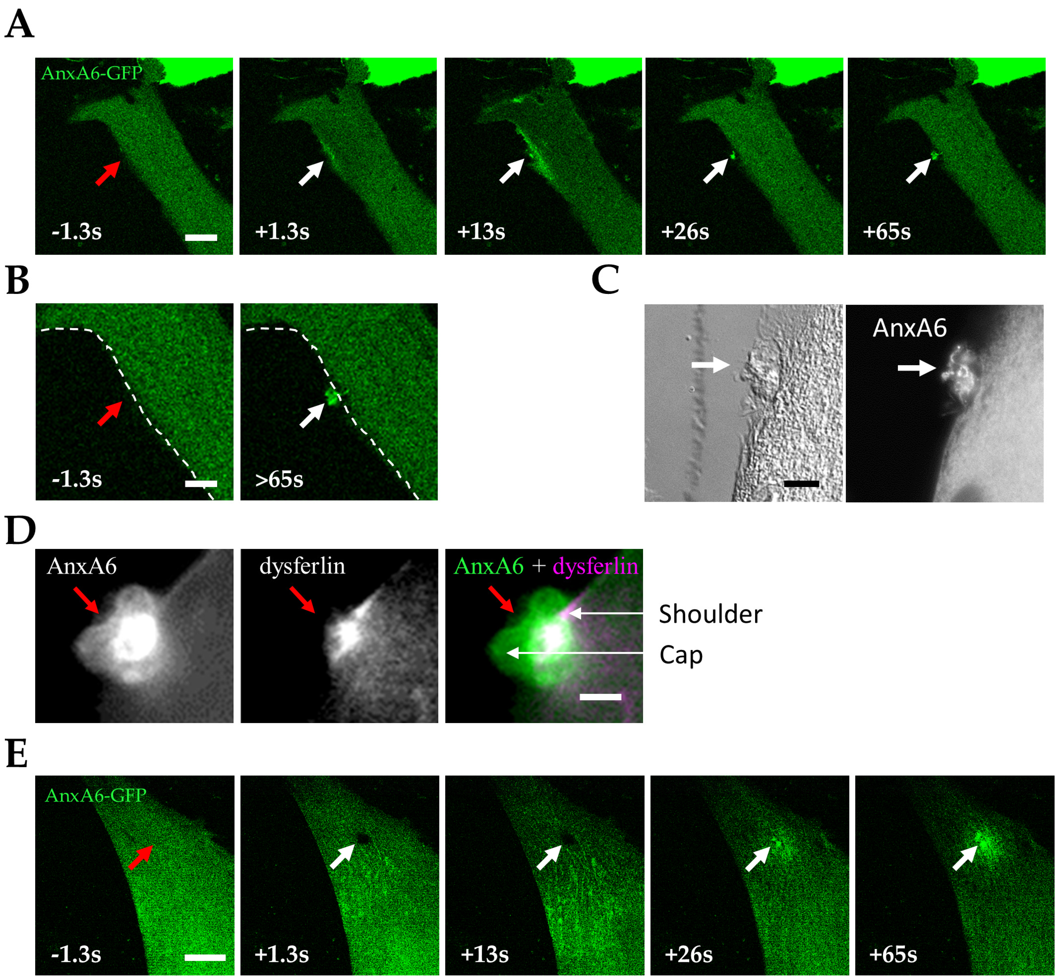Cells 09 01742 g004
