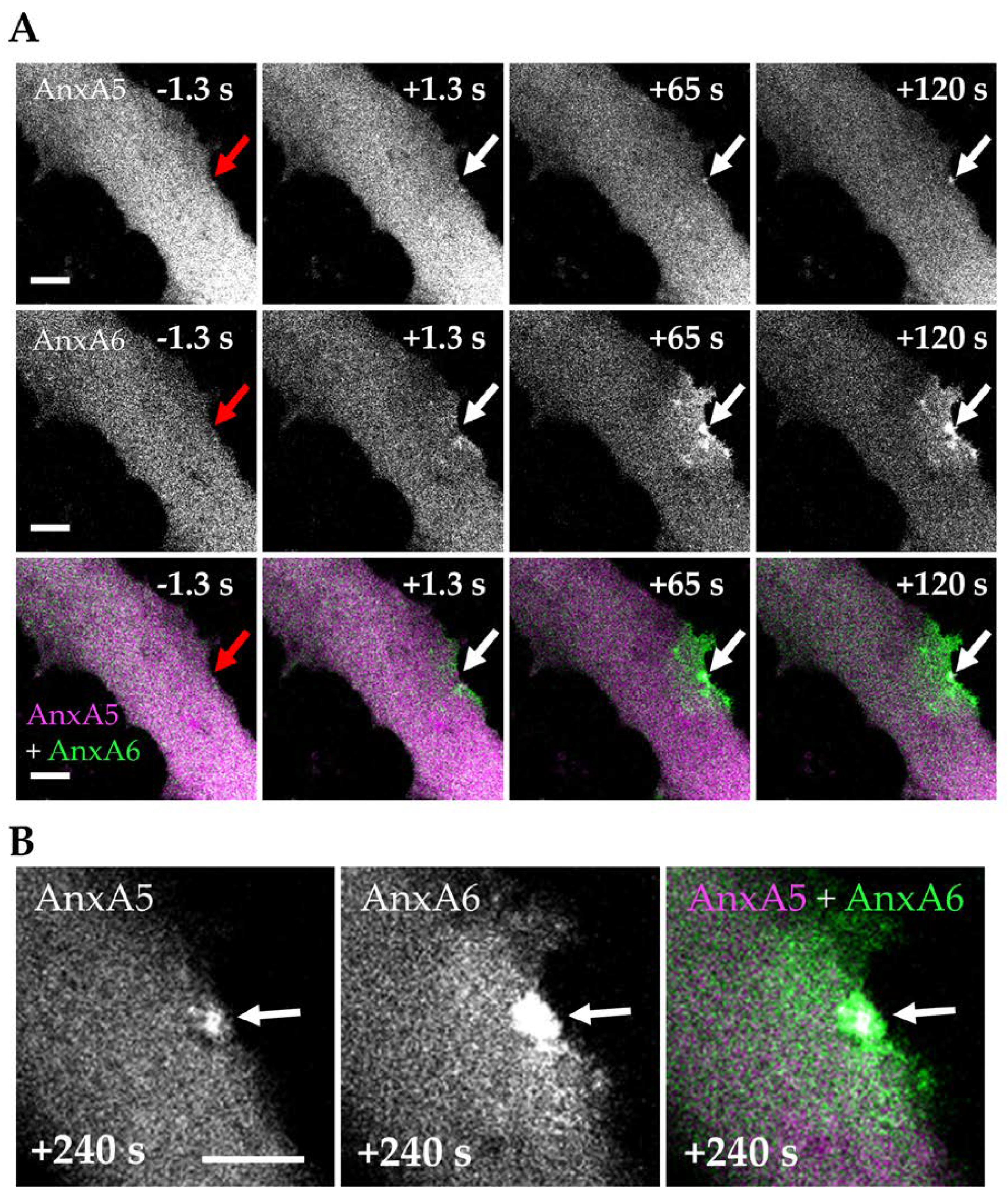Cells 09 01742 g005